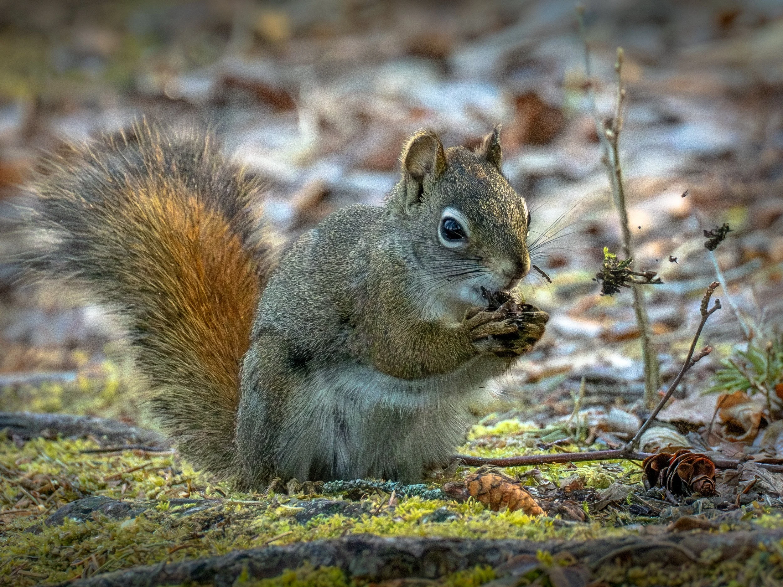 Squirrel Busy Eating Spruce Cones