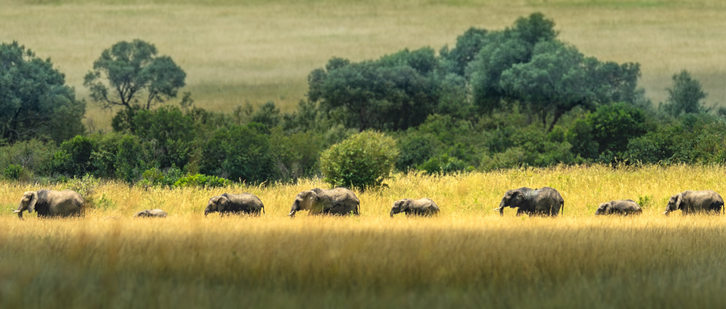 African Elephants Marching in Golden Sun