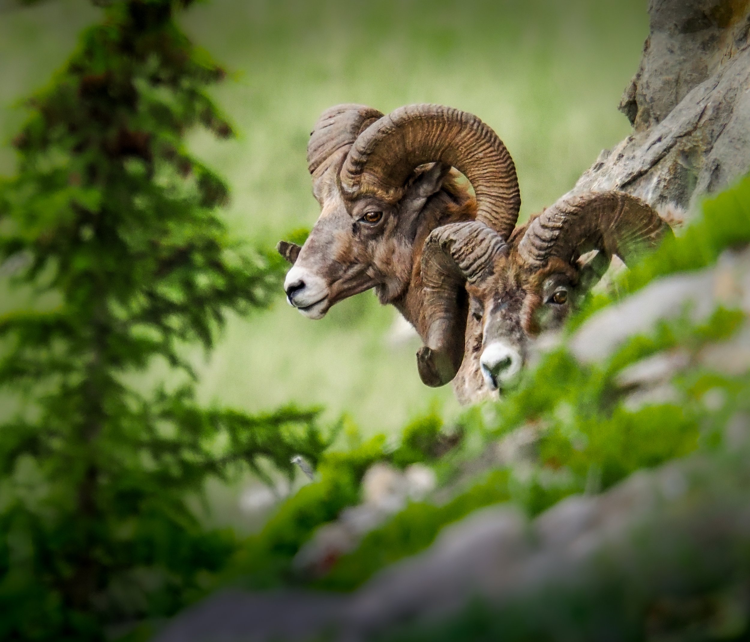 Jasper Two BigHorn Rams on Mountain Edge