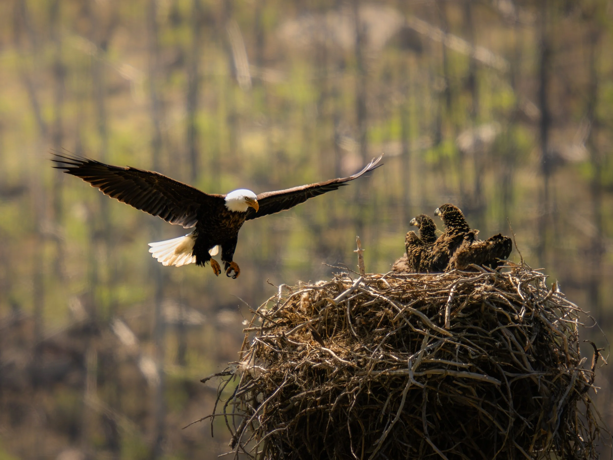 Jasper Bald Eagle Nest Greeting Two Chicks