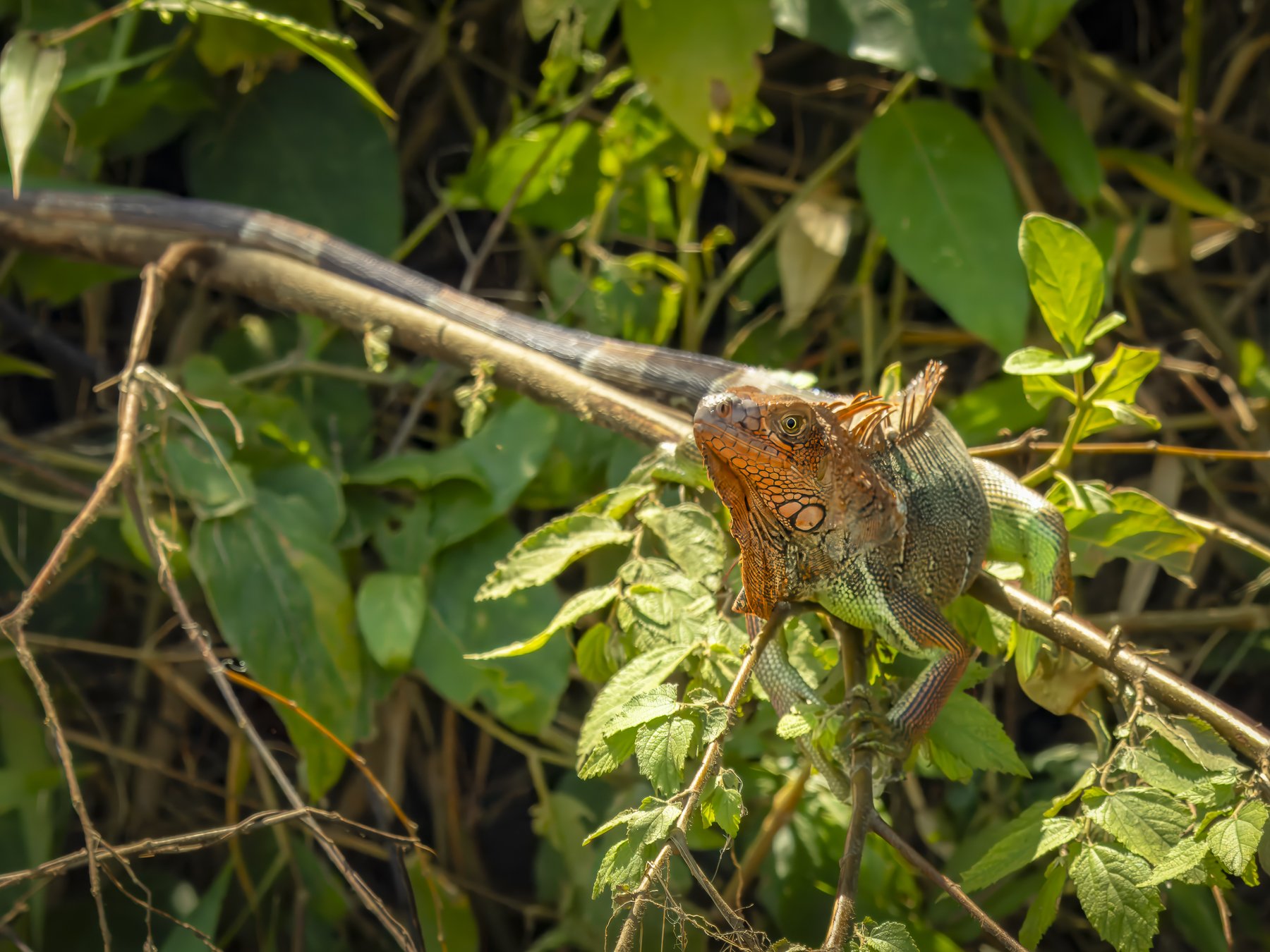 Green Iguana with Orange Coloured Head 0990