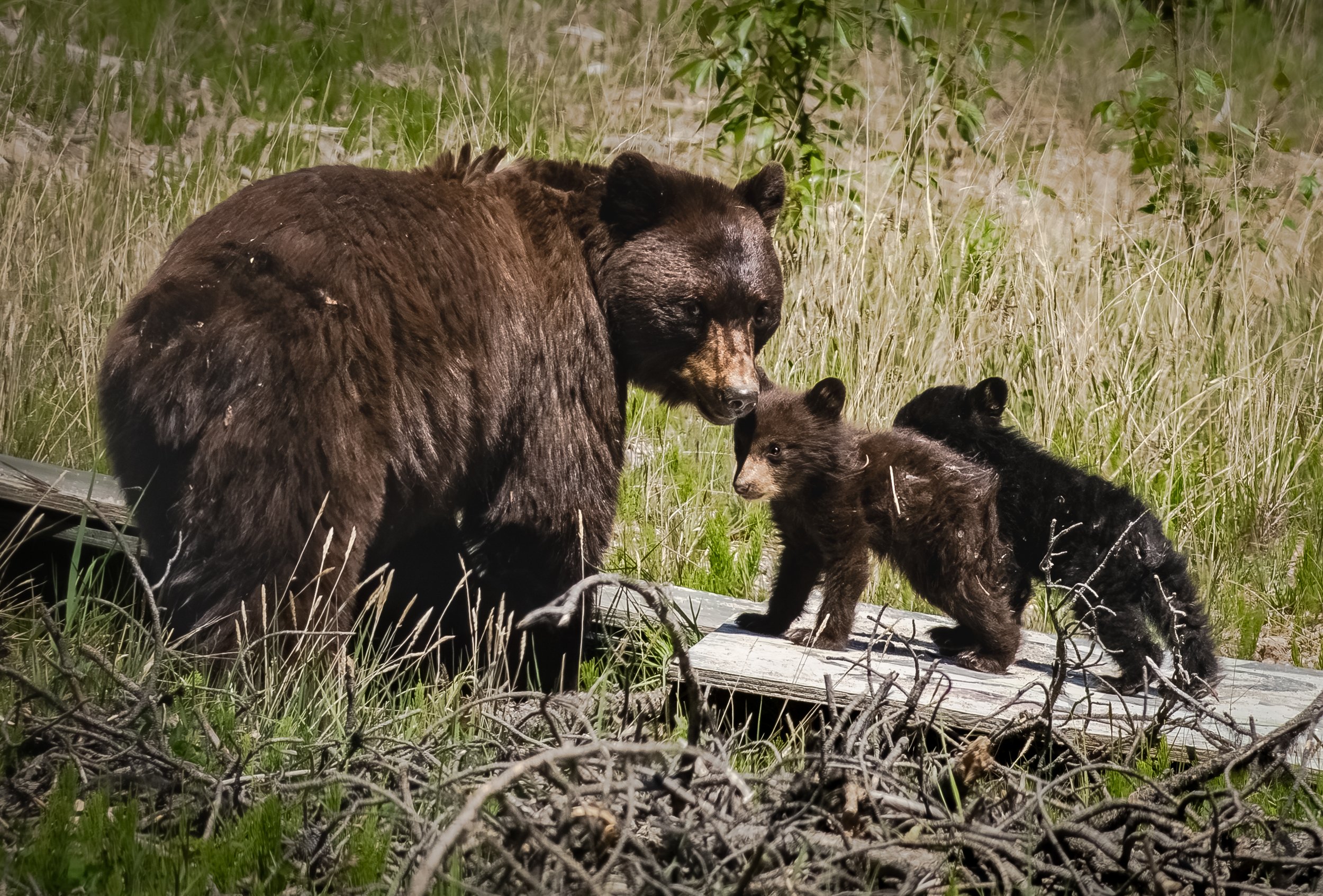 Jasper Brown Bear Two Cubs Black & Brown