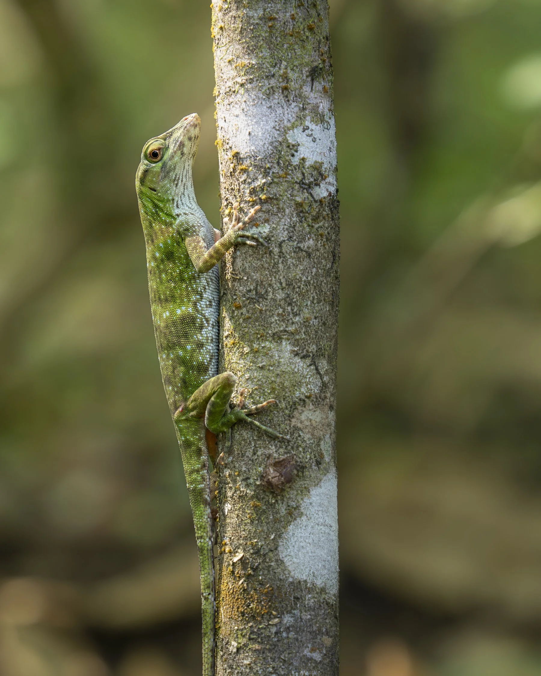 Slender Anole 290254.