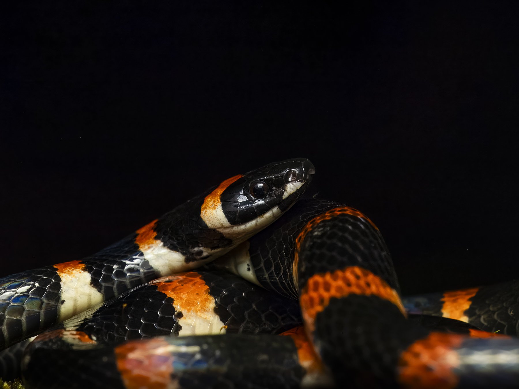 Black Halloween Snake 281194