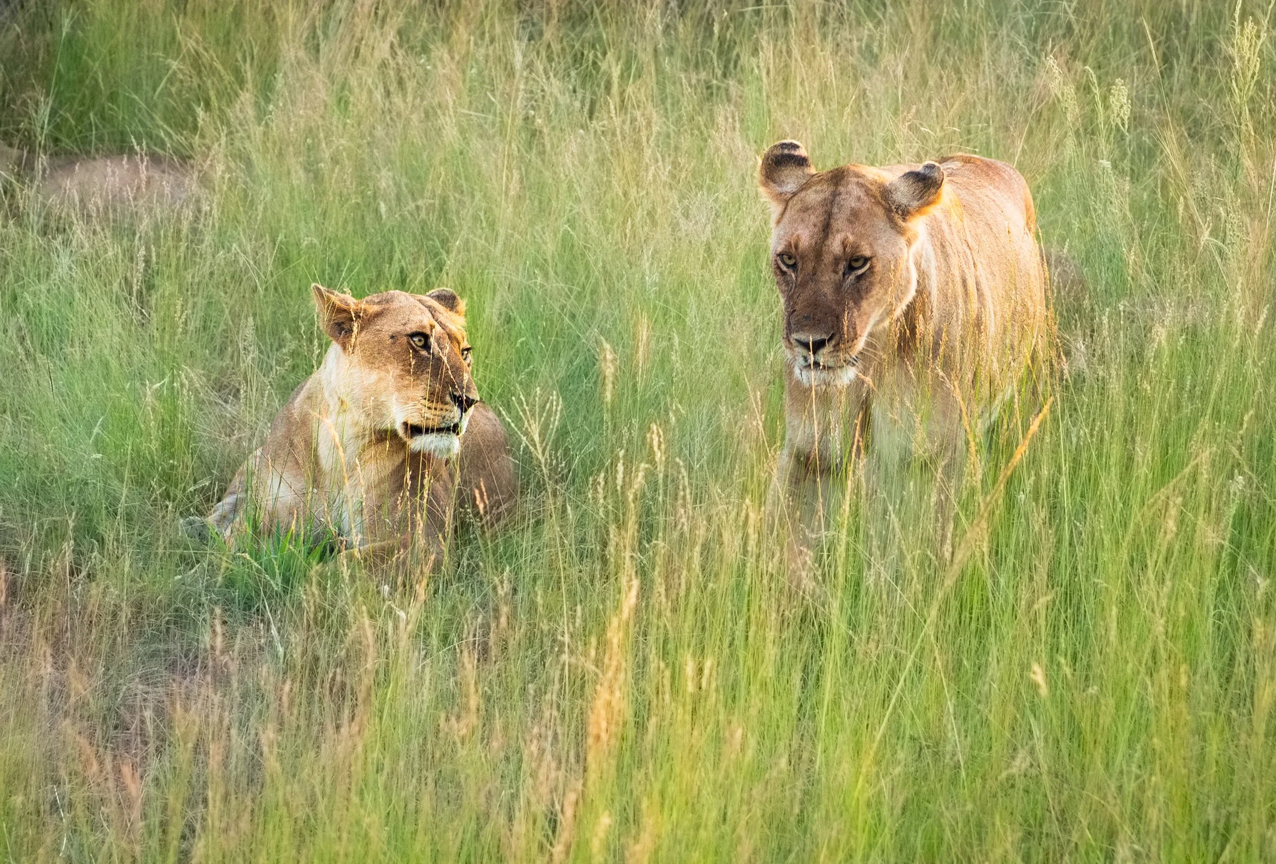 African Lioness Admiration Pose