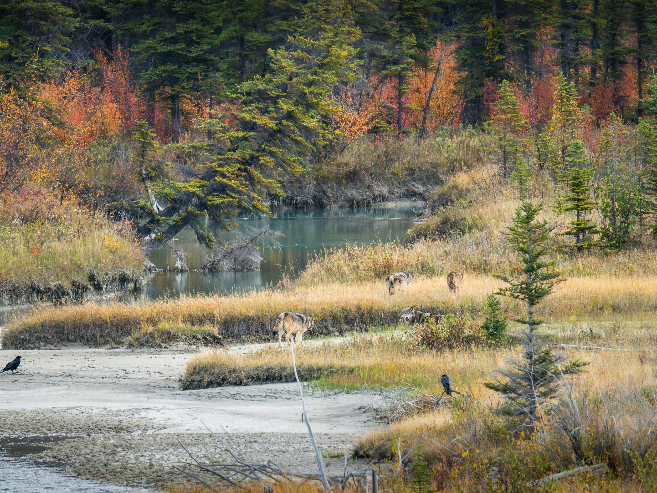 Jasper National Park Alberta