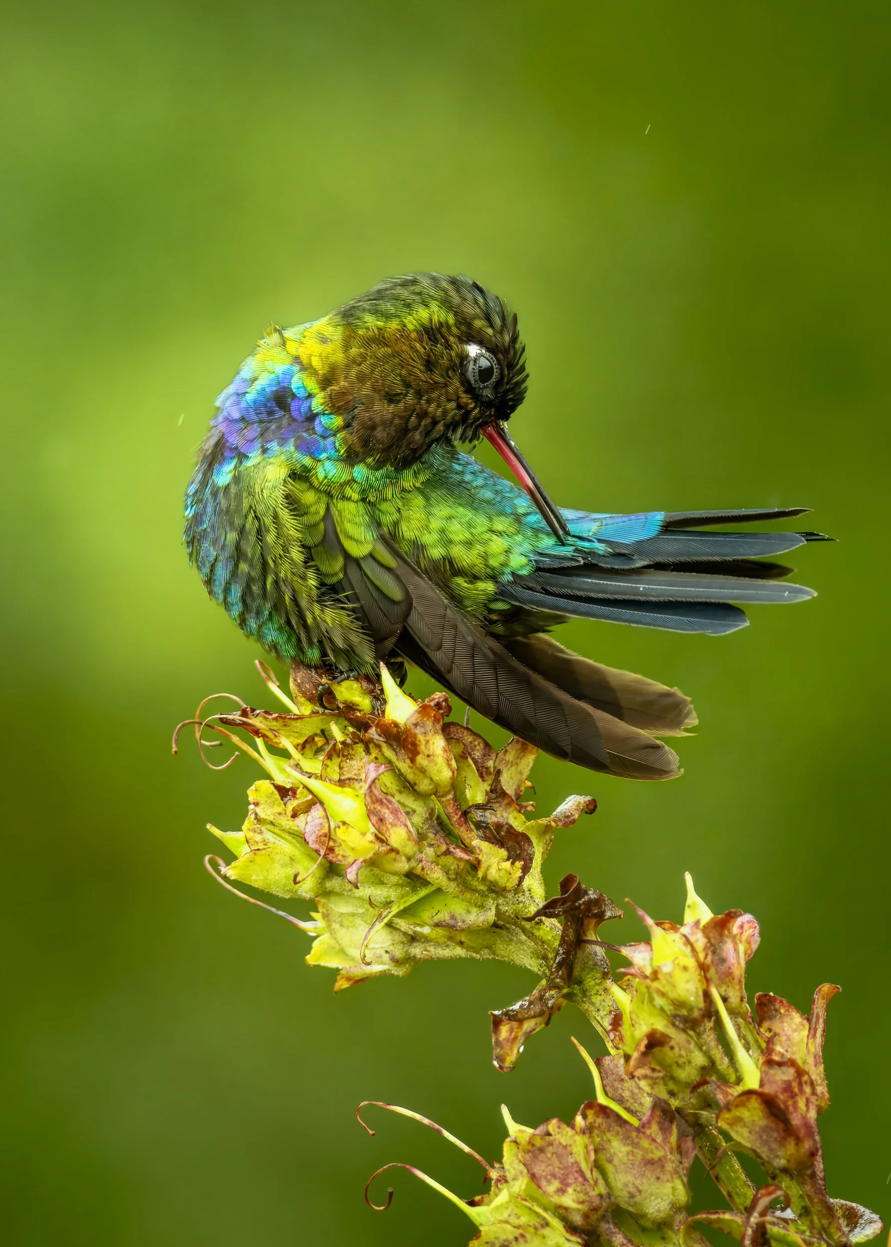 Fiery-throated Hummingbird Grooming 2925