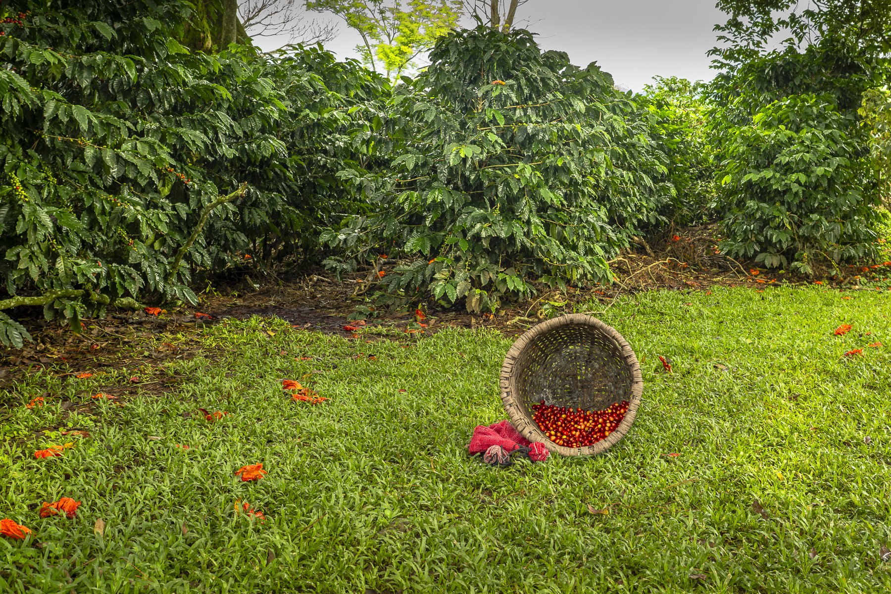Basket of Fresh Picked Coffee Beans 023671