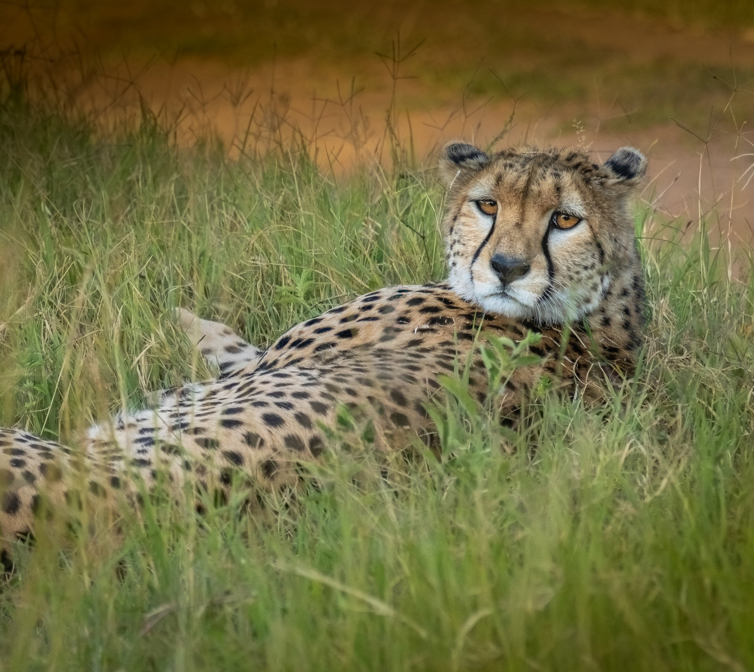 African Cheetah on the Hunt Looking Back
