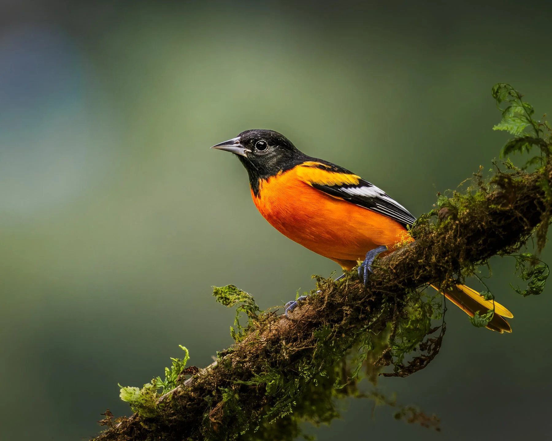 Baltimore Oriole Male 282104