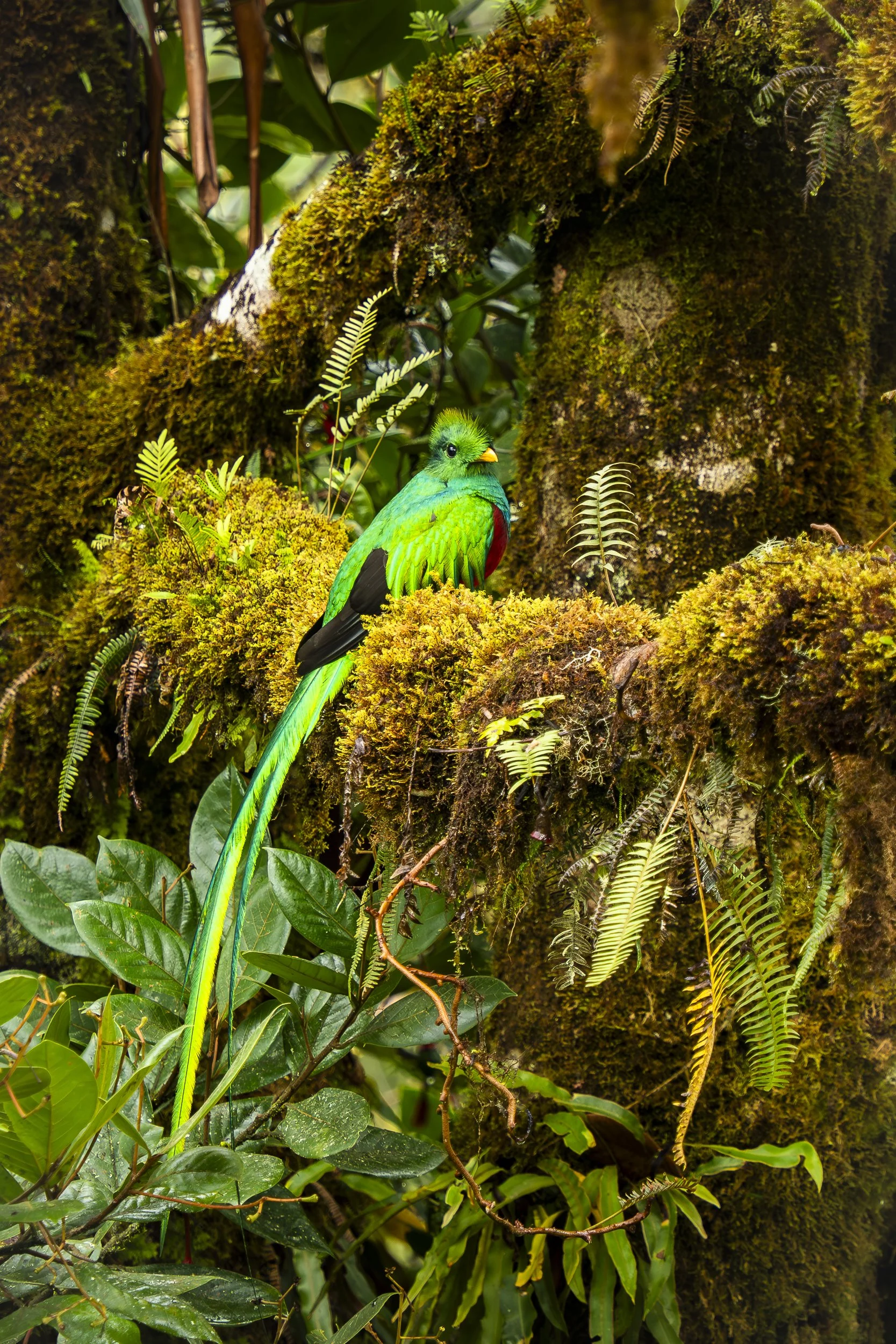 Resplendent Quetzal Male in Avocado Tree 0268