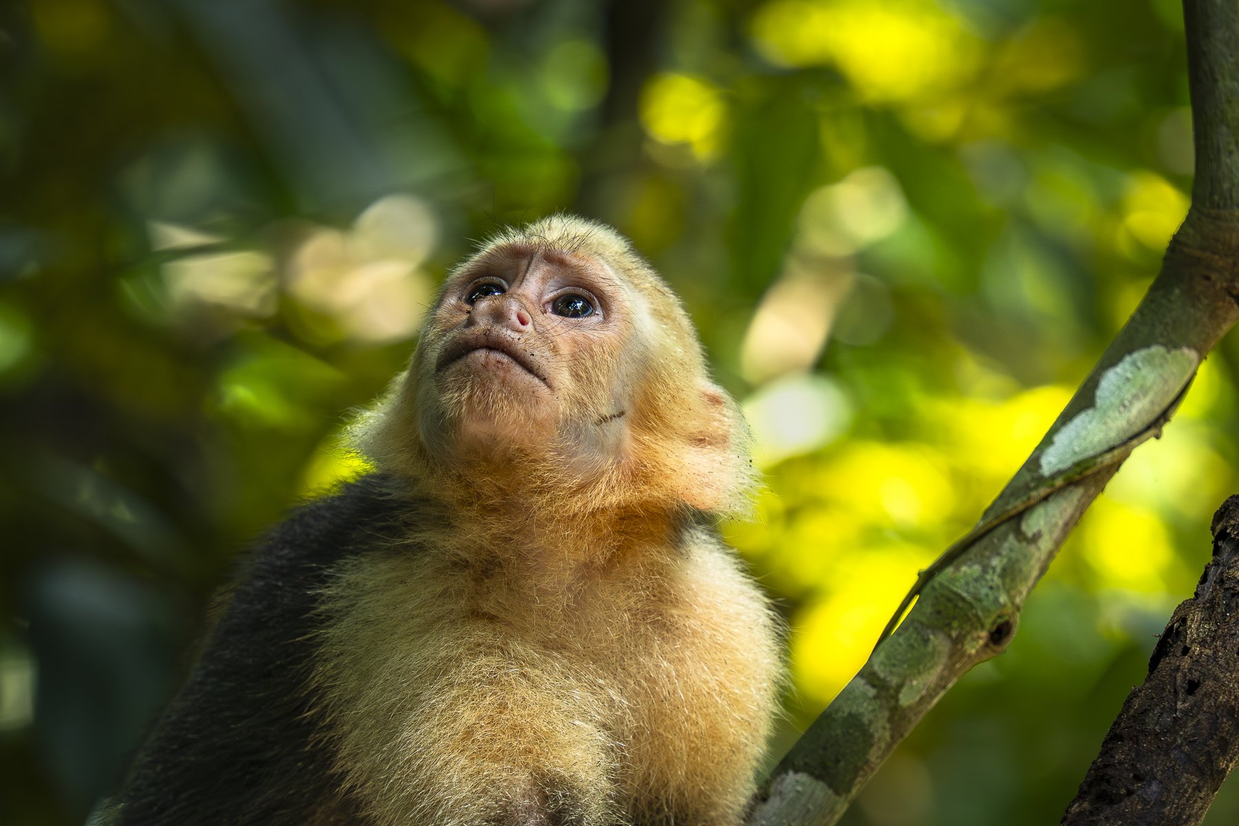 White-faced Capuchin Monkey What's Happening 0068