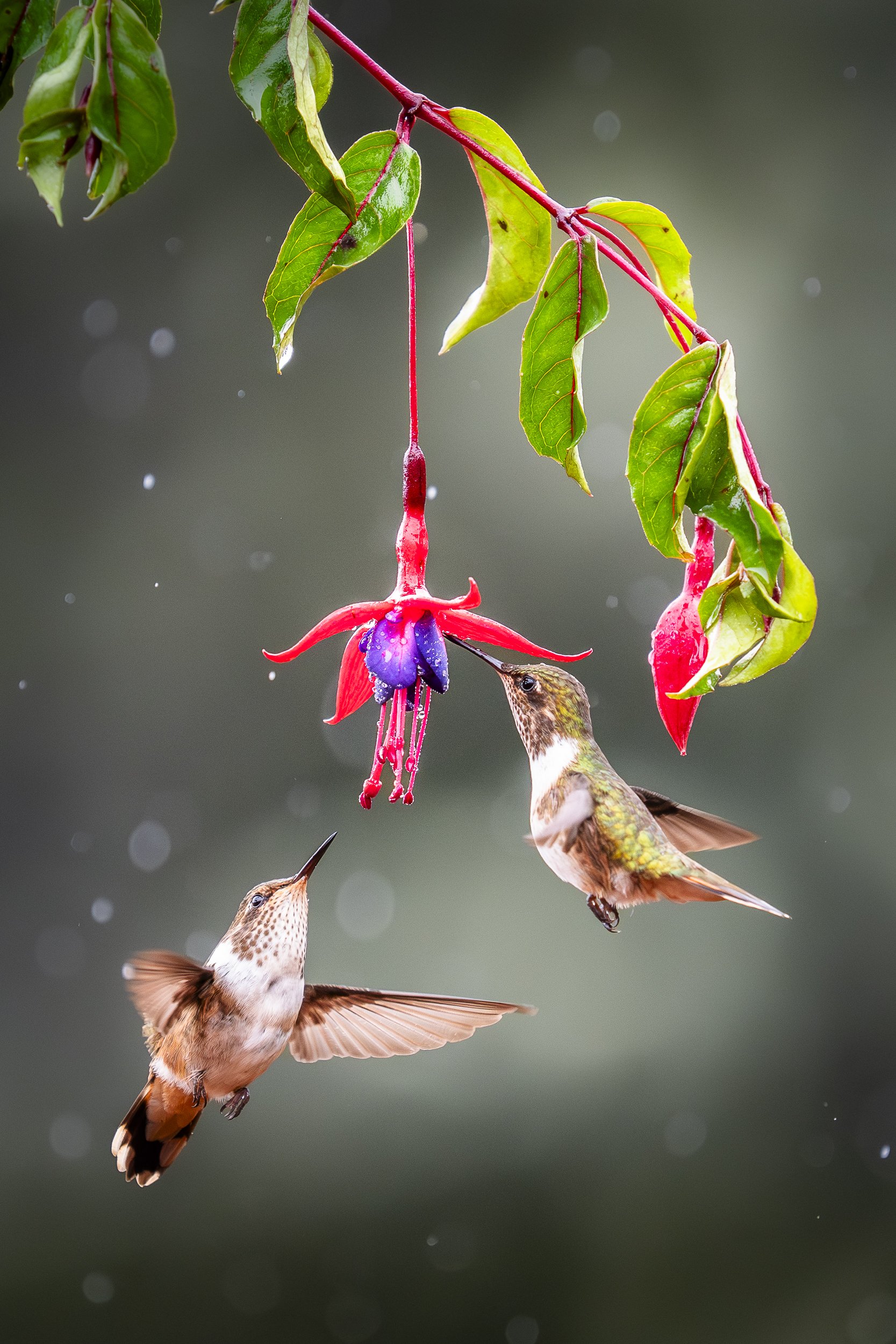 Scintillant Hummingbirds Feeding Together 1373
