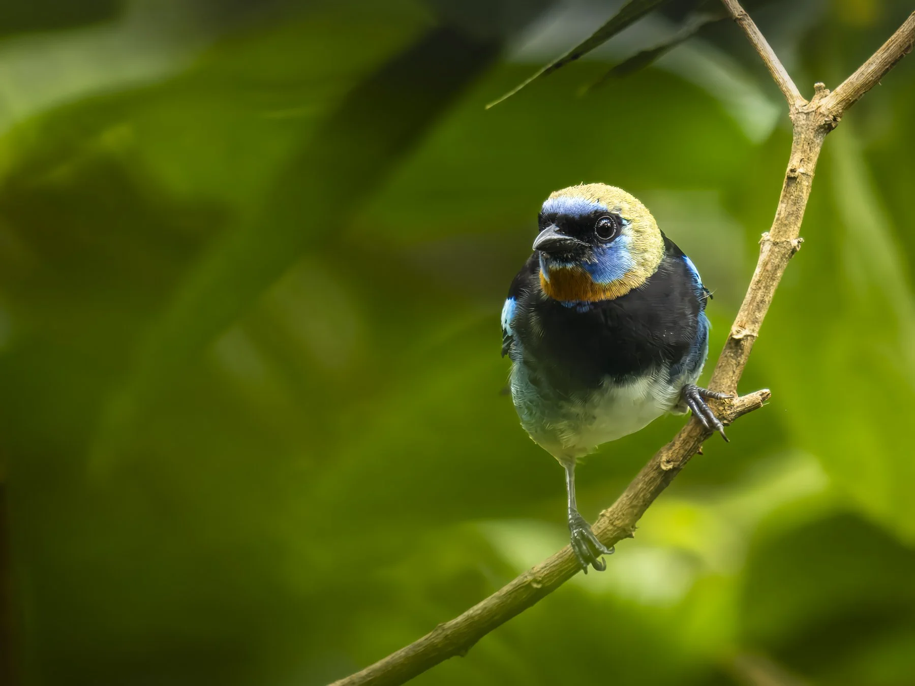 Golden-hooded Tanager 281514