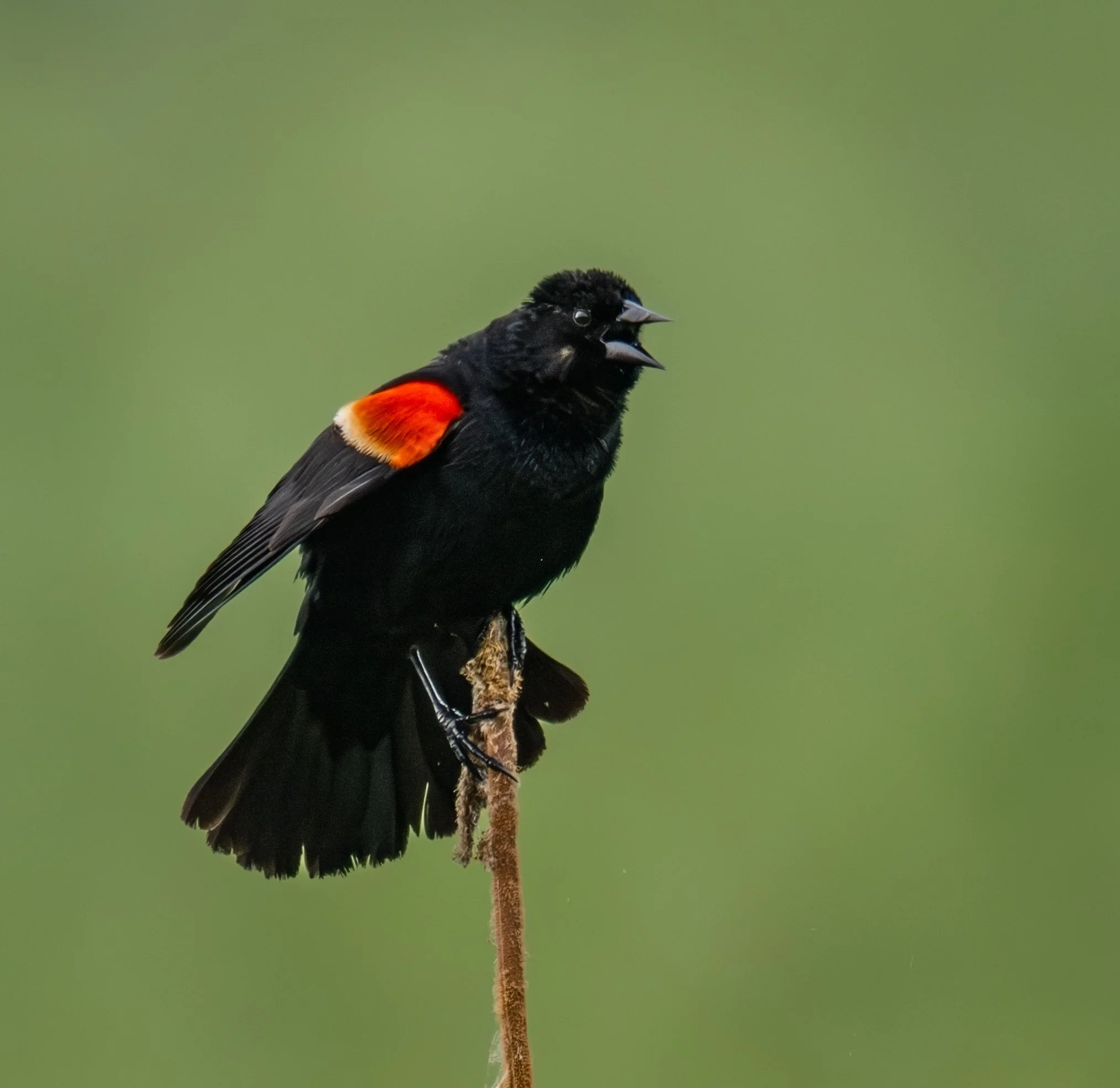 Red-winged Blackbird Classic Pose