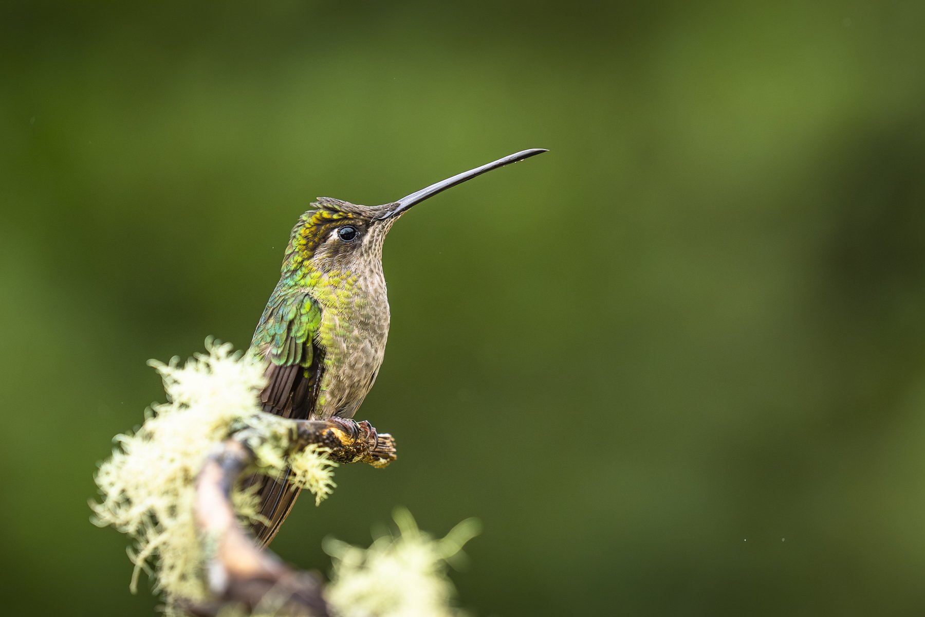 Talamanca Humming Bird White Branch 1698