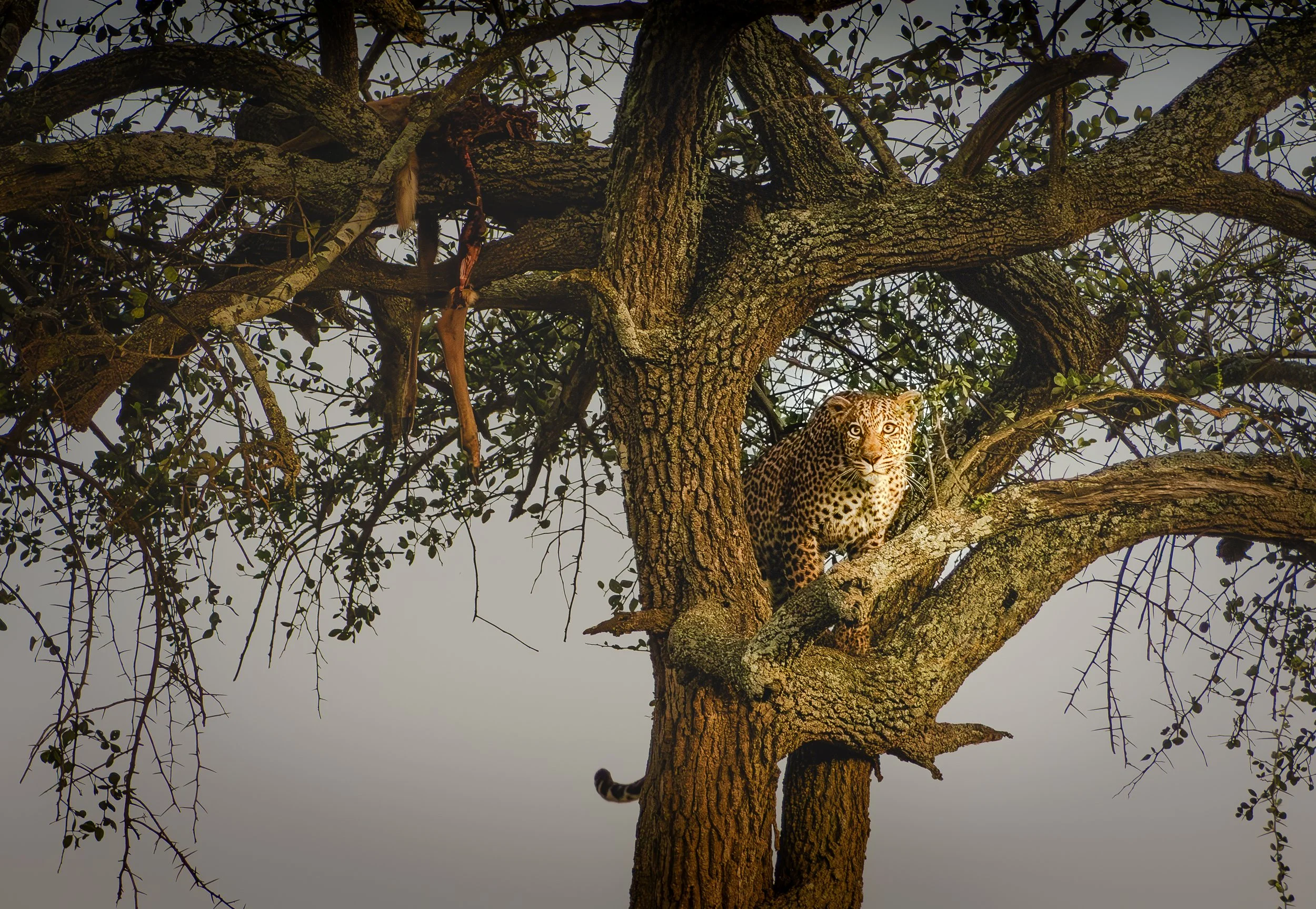 African Animal Images