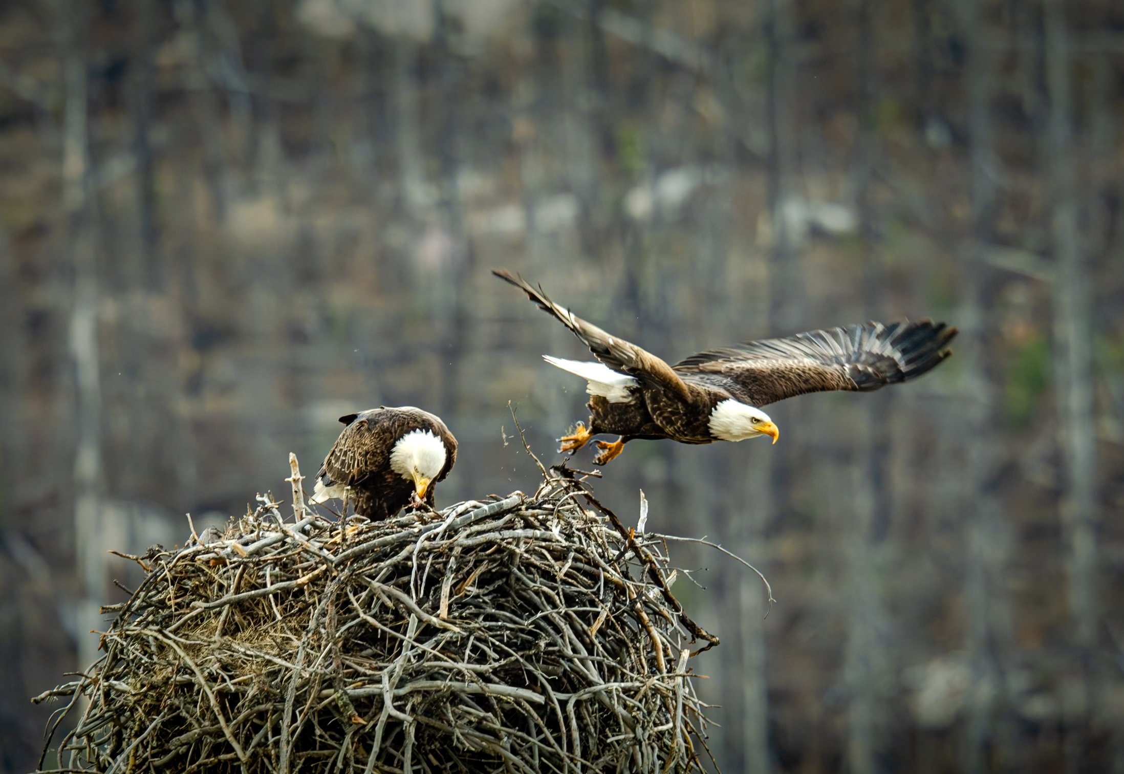 Jasper Bald Eagle Nest Feeding & Flying Off