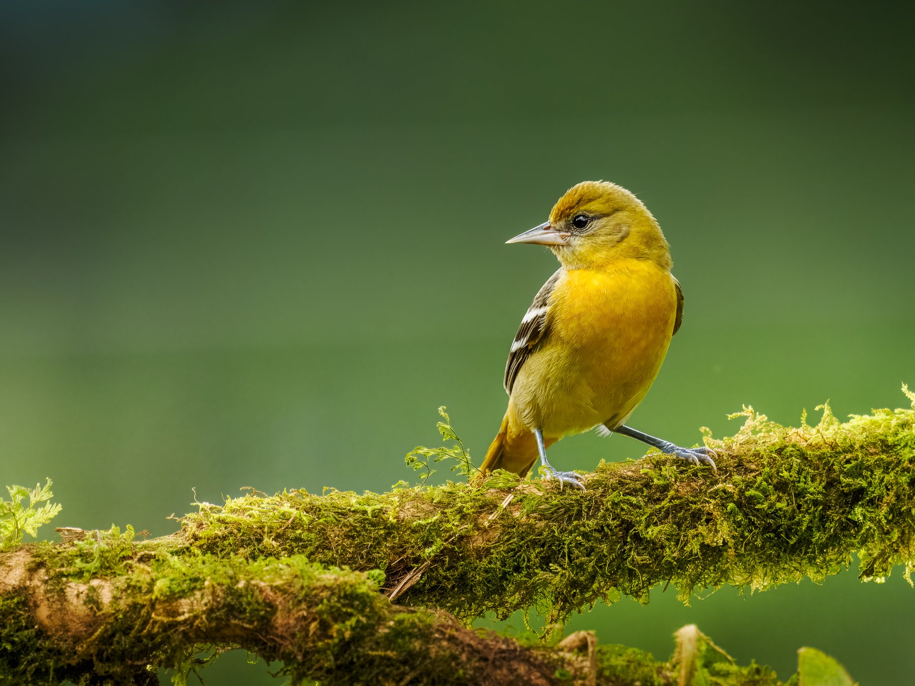 Baltimore Oriole Female 282129.