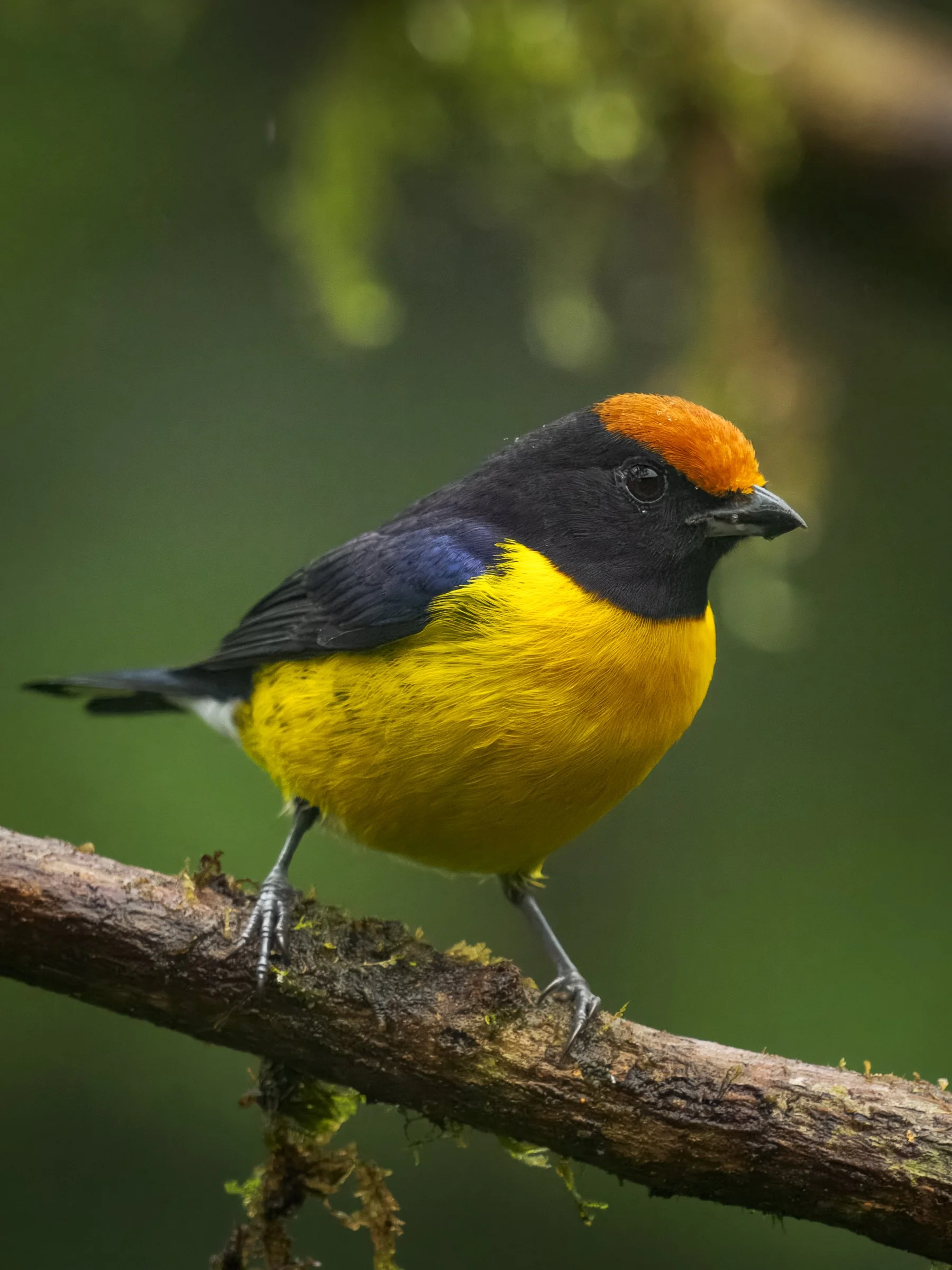 Tawny-capped Euphonia 1076