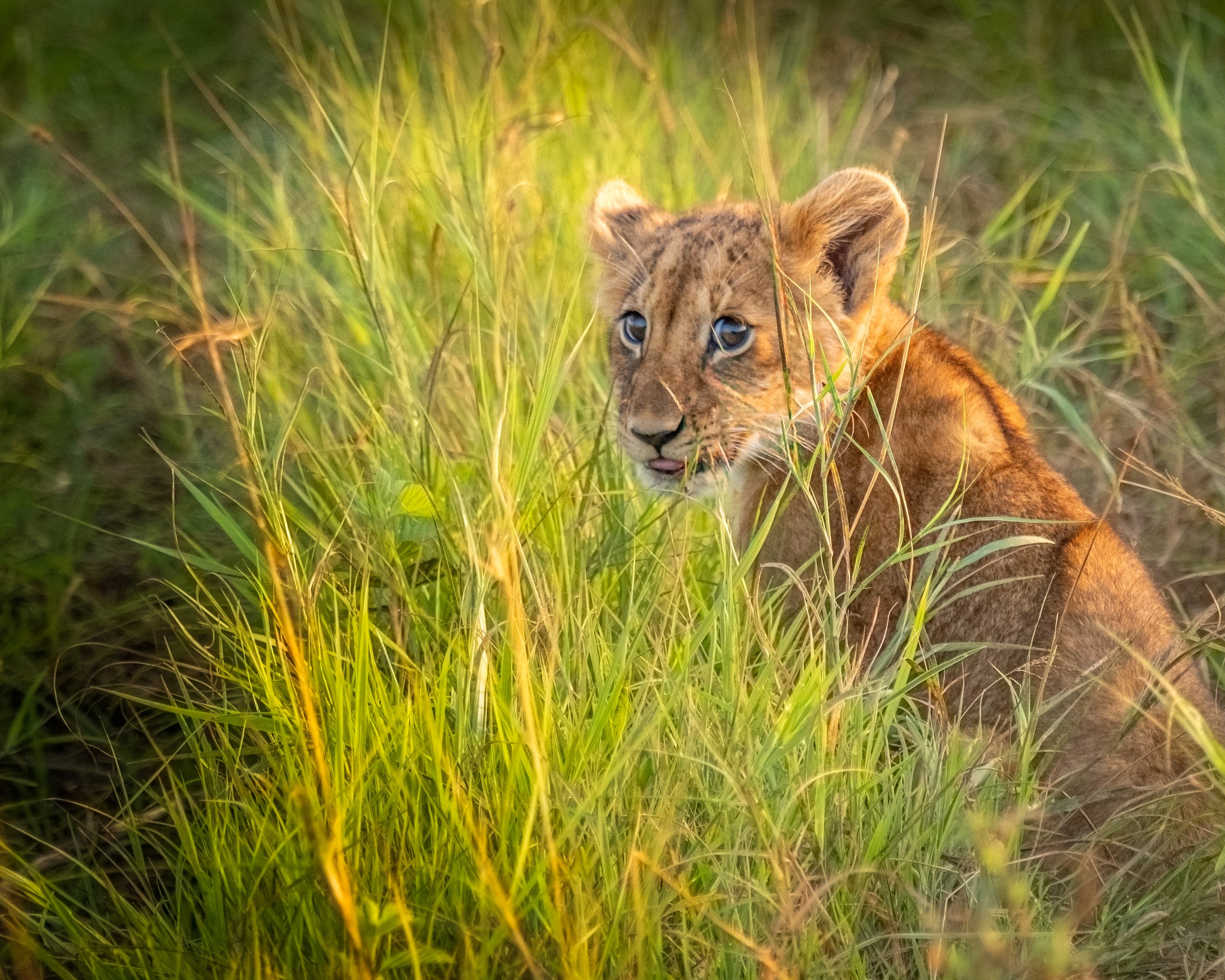 African Lion Cub in golden sun