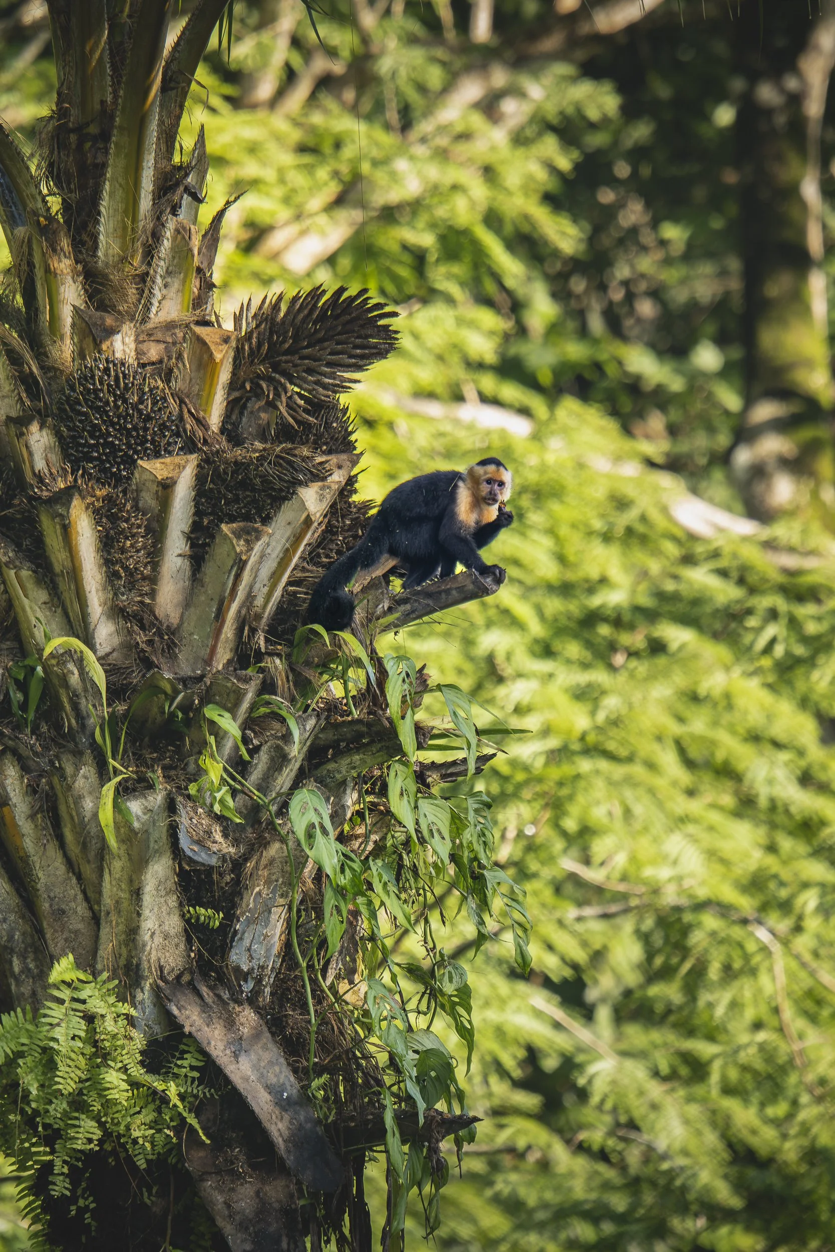 White-Faced Capuchin Monkey Snack GC 0310