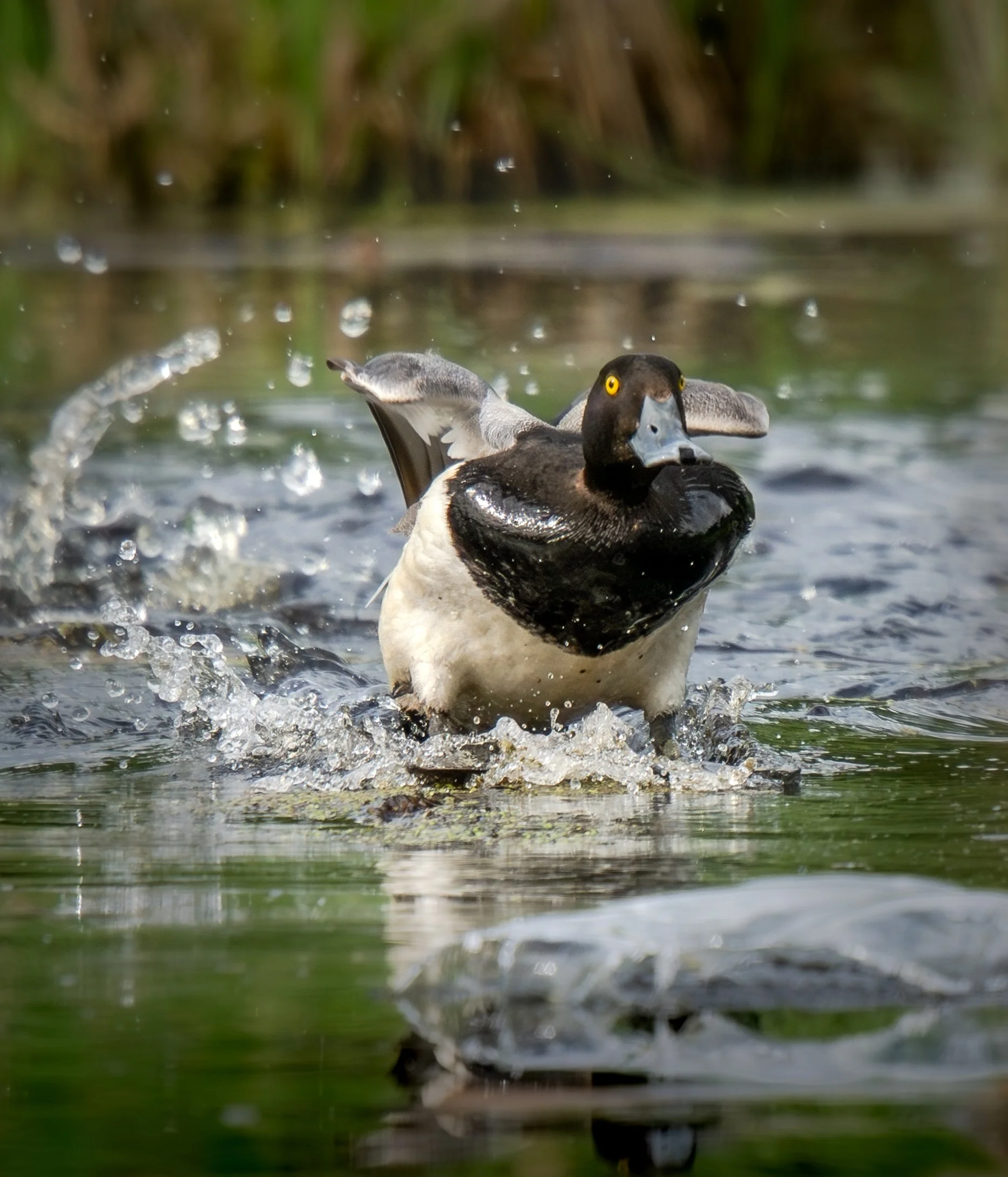 Water Skiing Duck on Pond