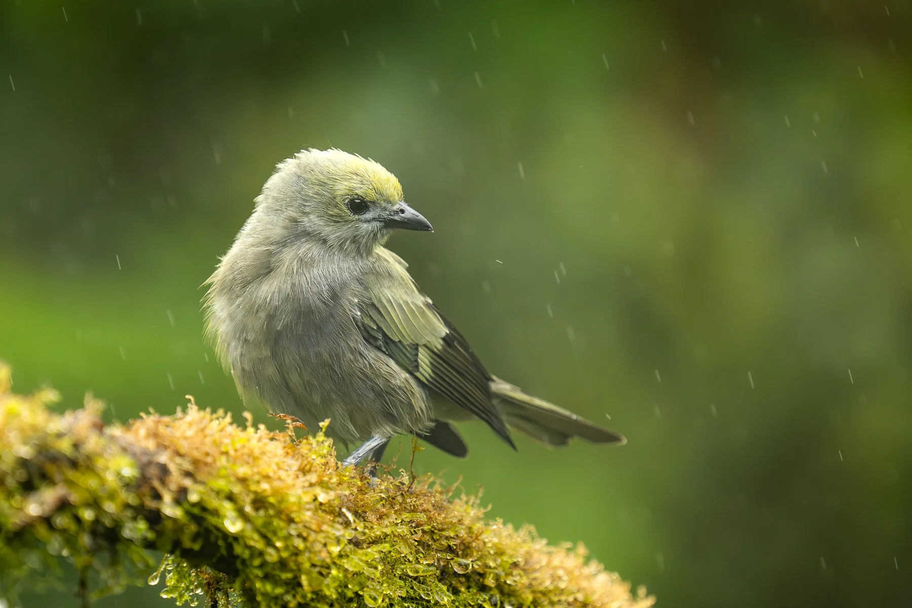 Palm Tanager in rain 0089