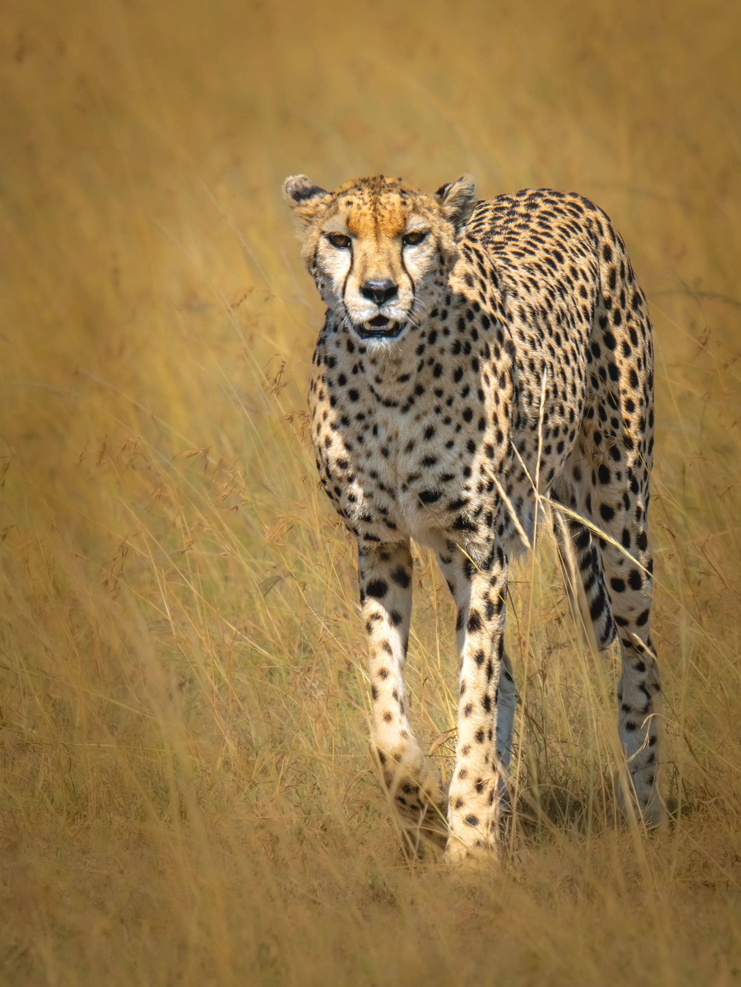 African Cheetah Approaching