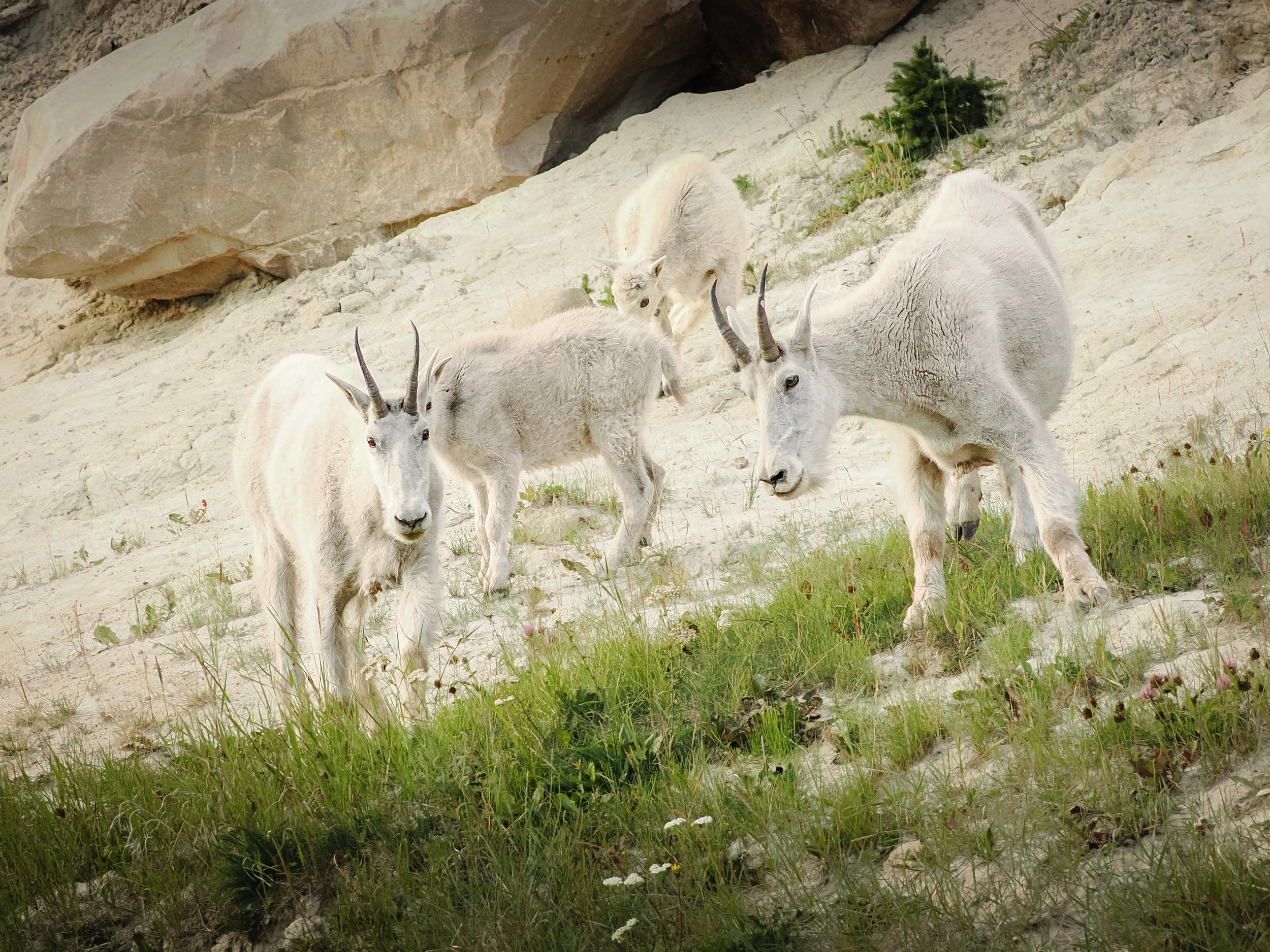 Goat Snow Whites Families up close