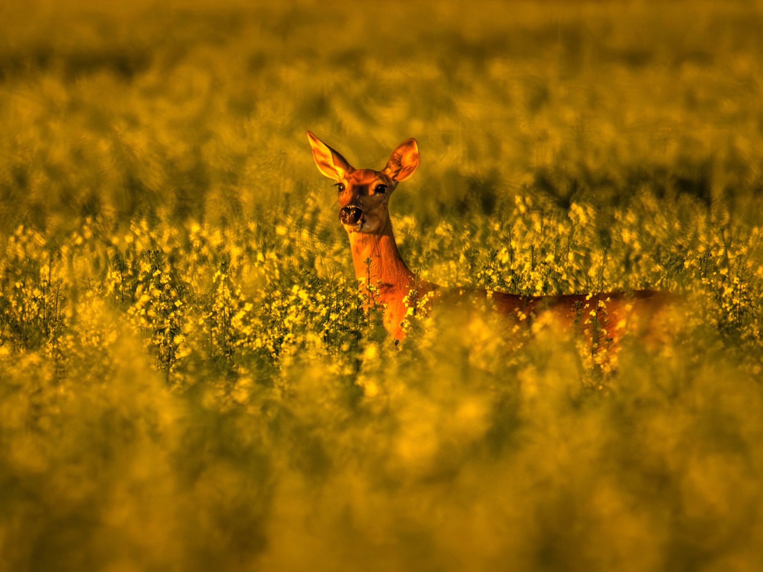 Whitetail Deer in Gold Canola Field