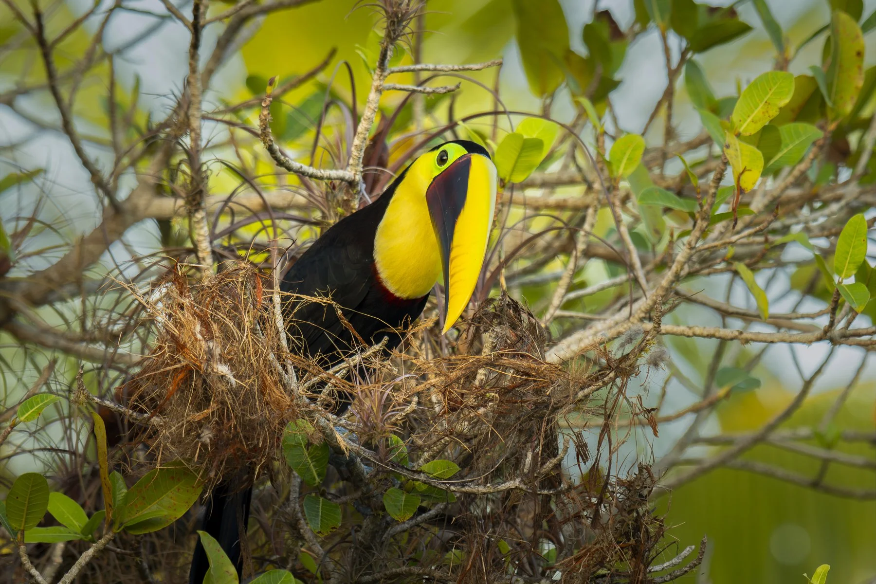 Yellow-Throated Toucan 0054
