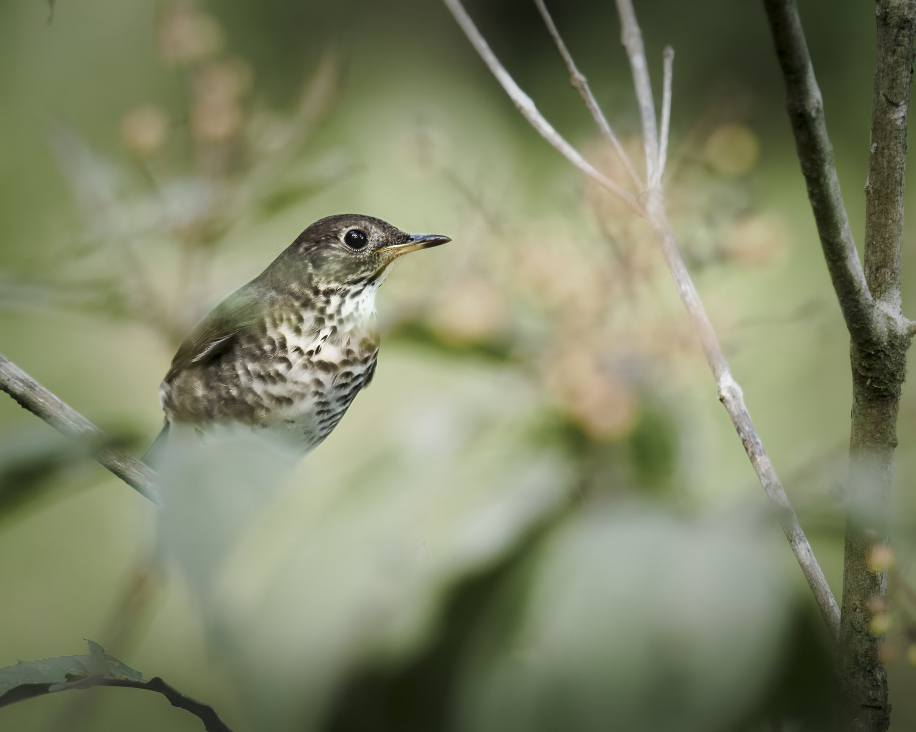 Gray-cheeked Thrush 290263