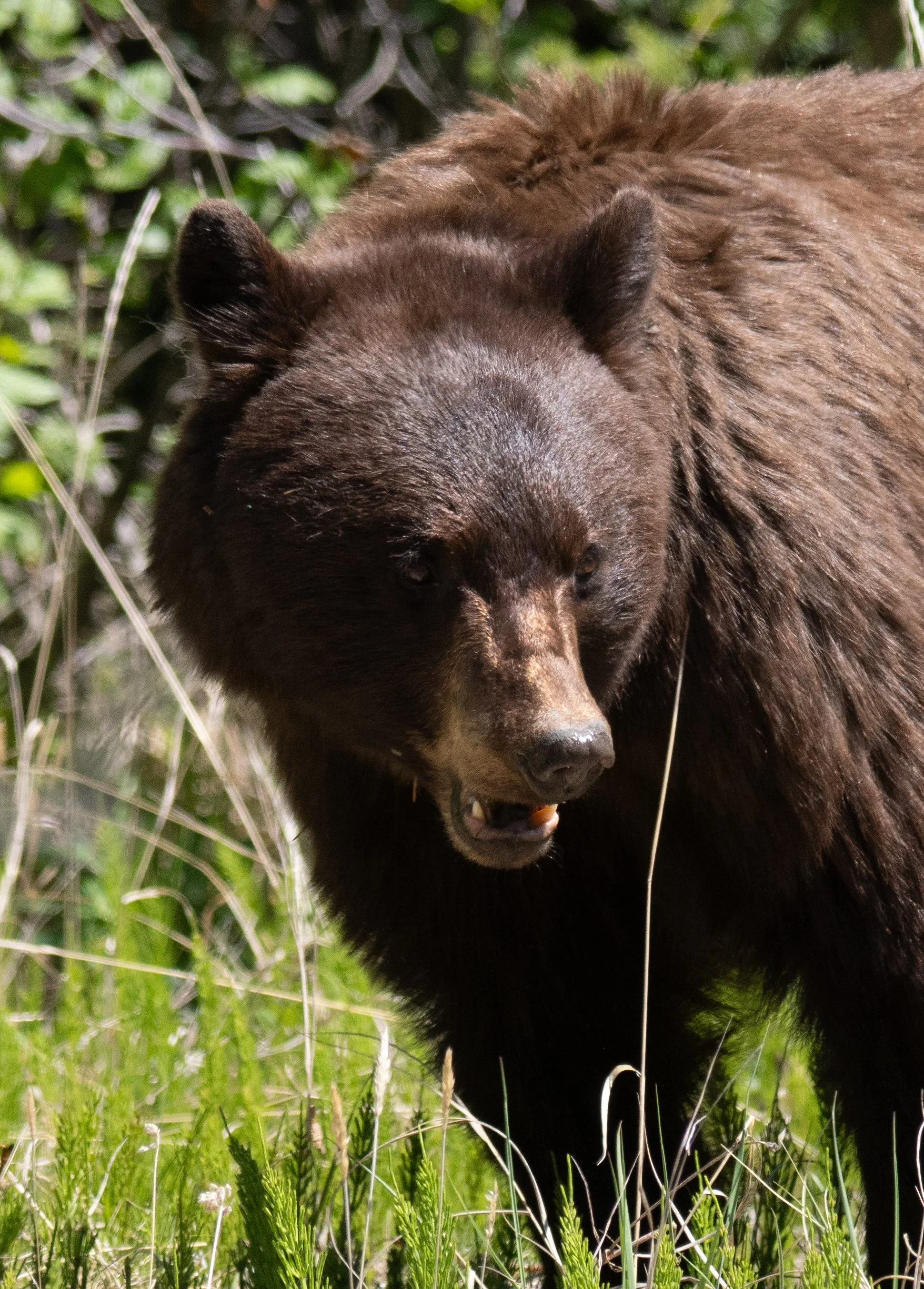 Jasper Brown Bear Up Close