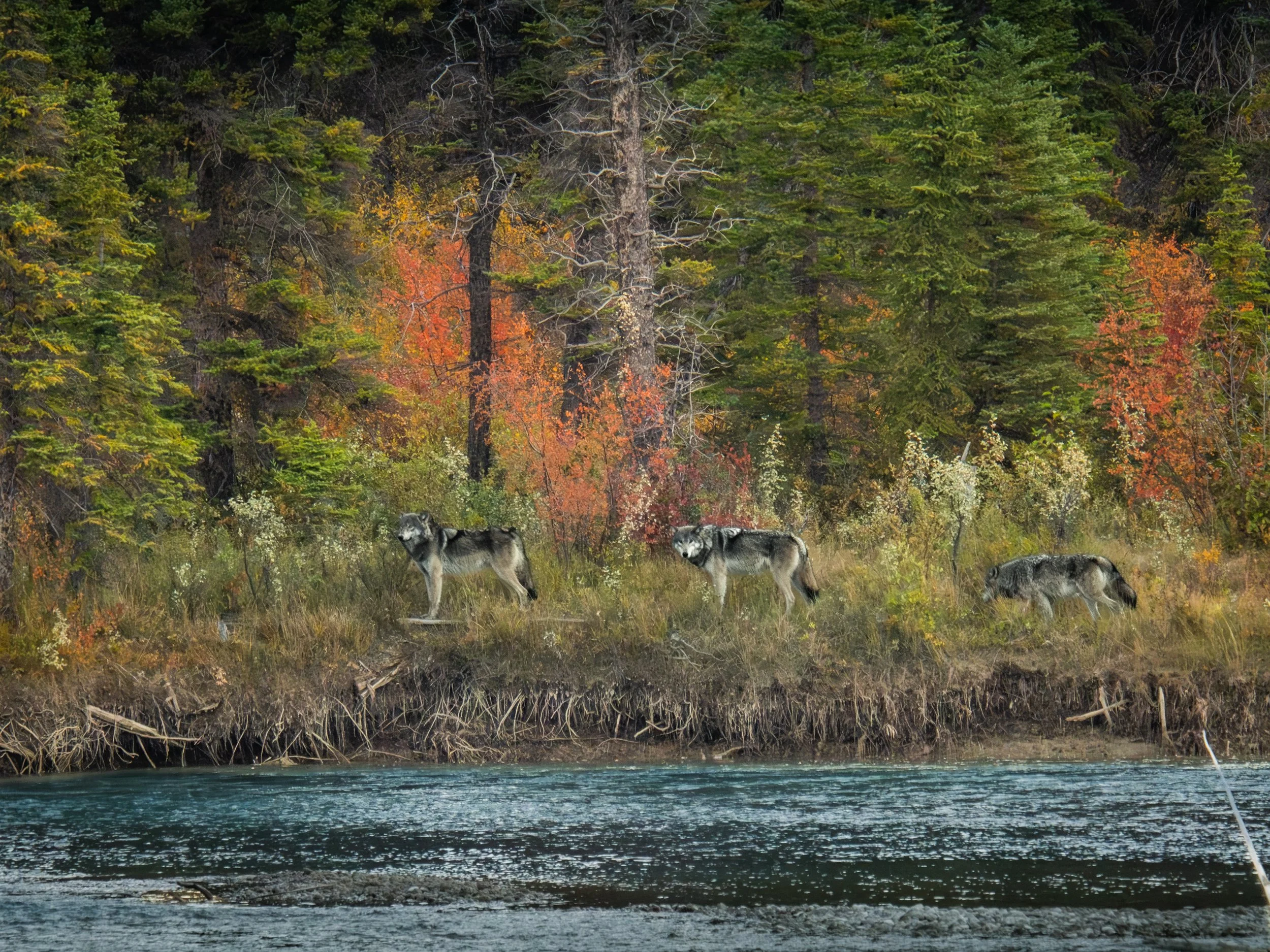 Jasper Three Wolves on river bank fall colors