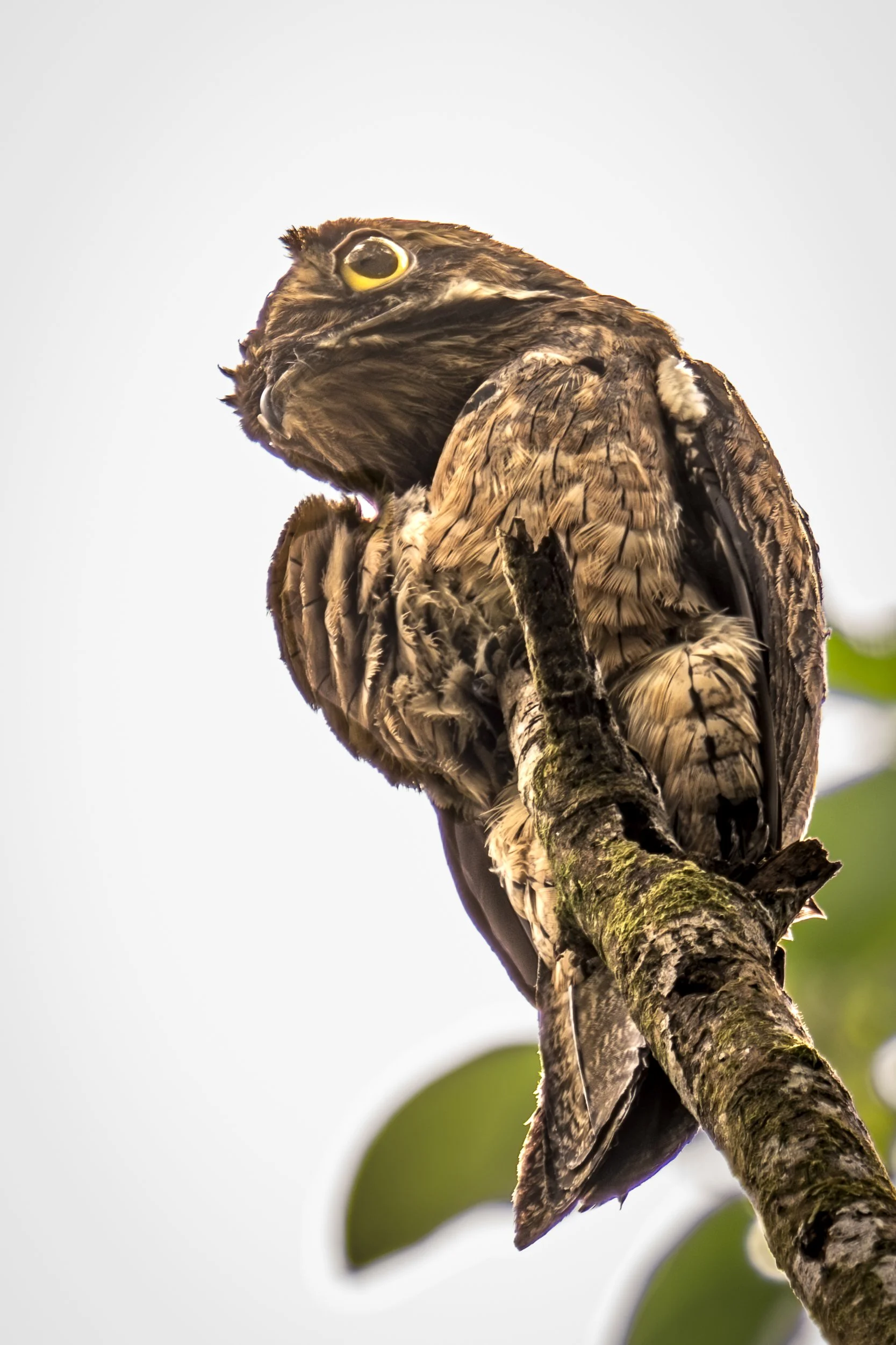 Common Potoo 0066