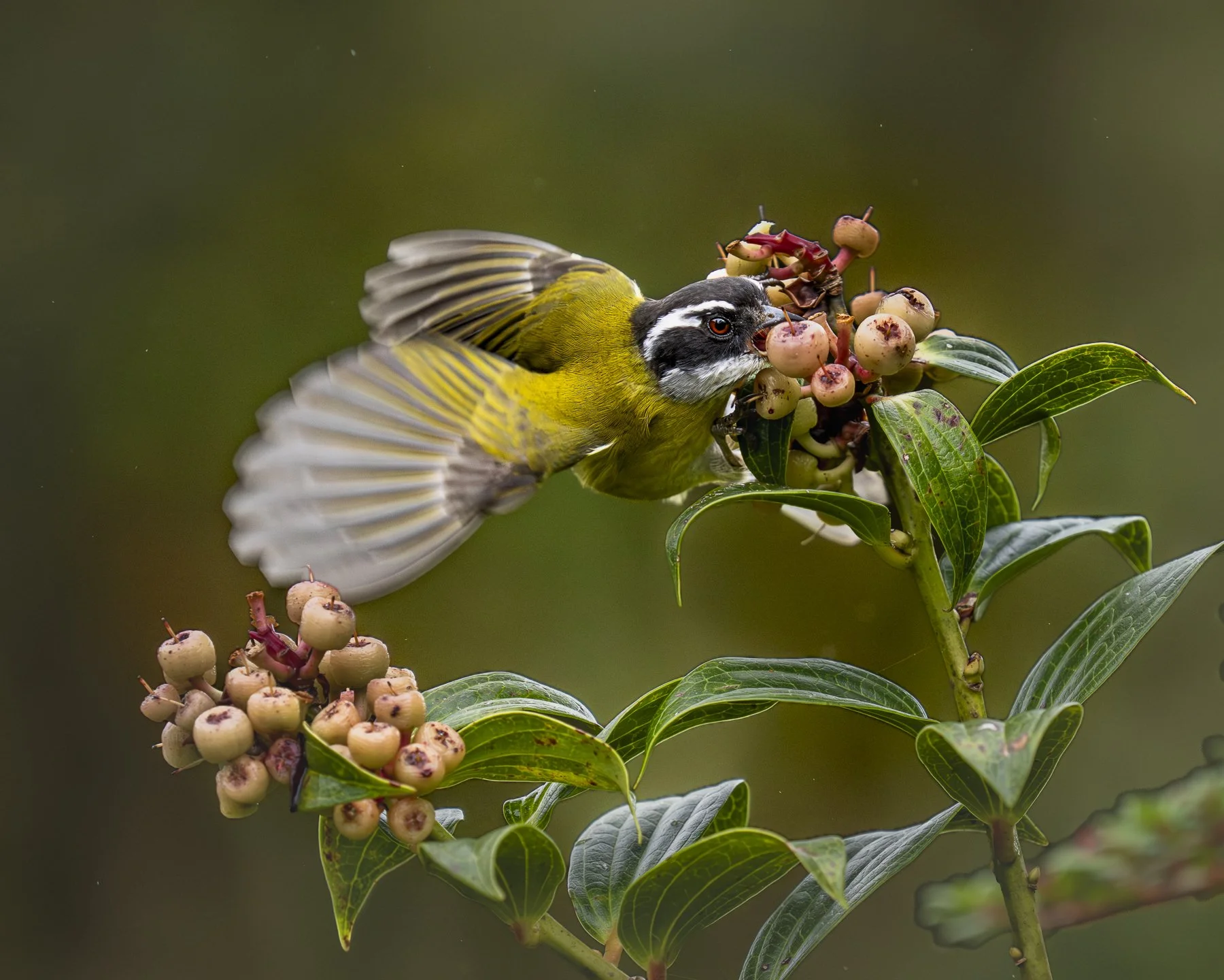 Sooty Capped Chlorospingus Picking Berries 1788