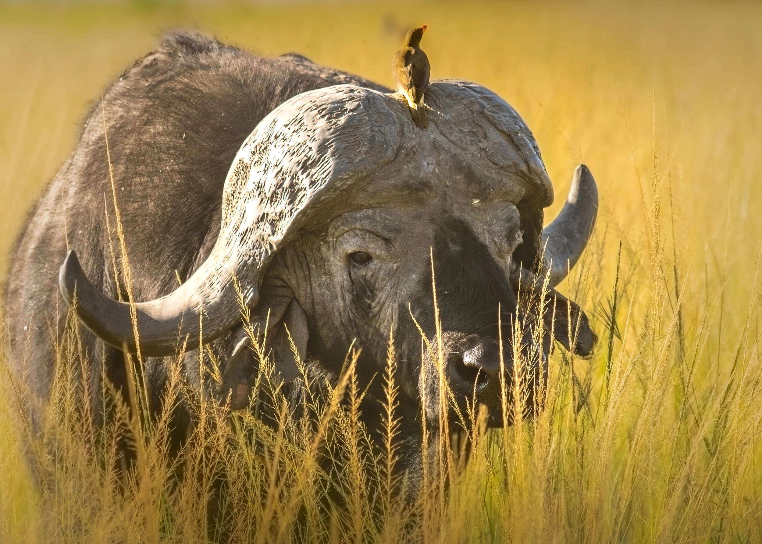 African Water Buffalo Bird in Horns