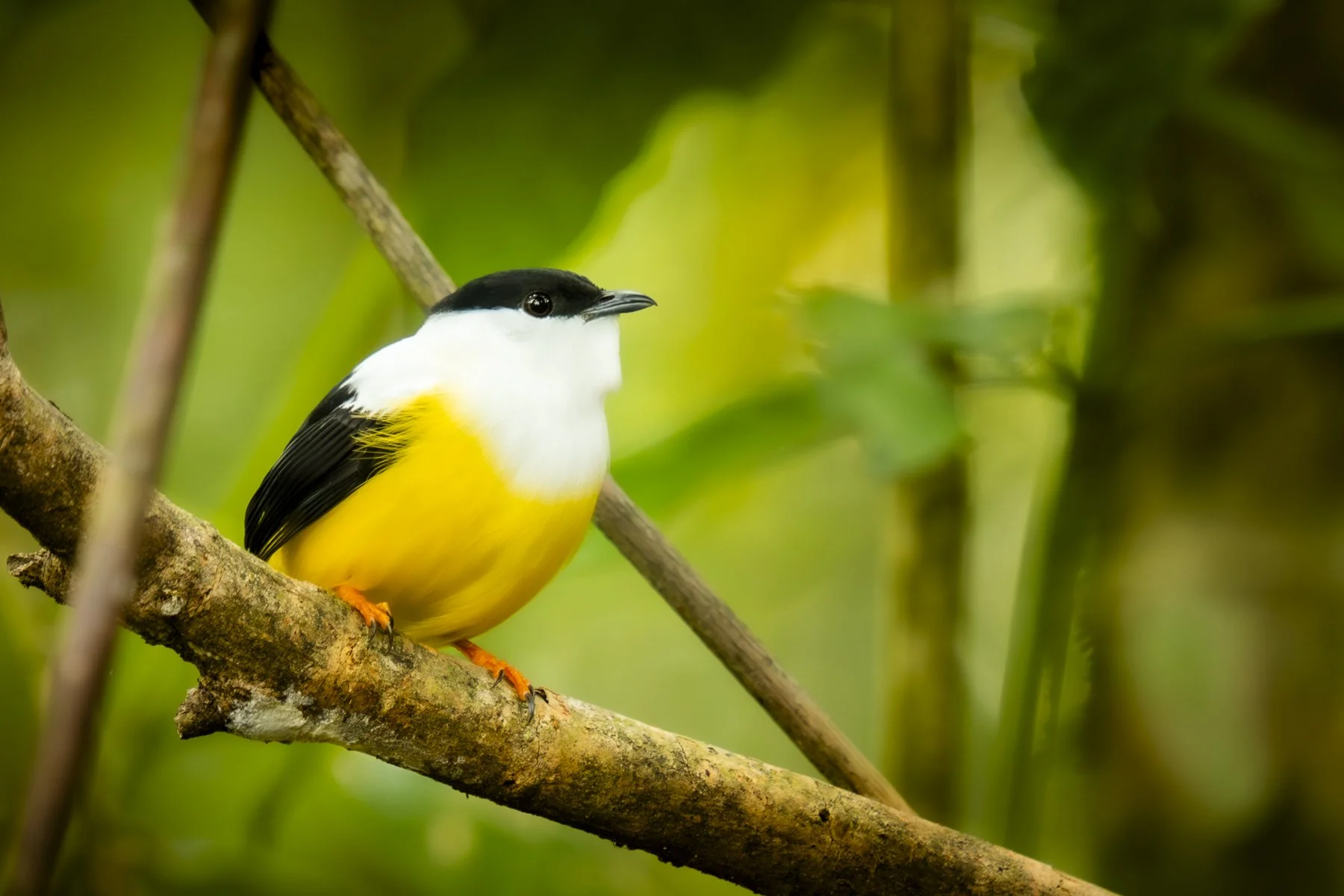 White-collared Manakin 281891