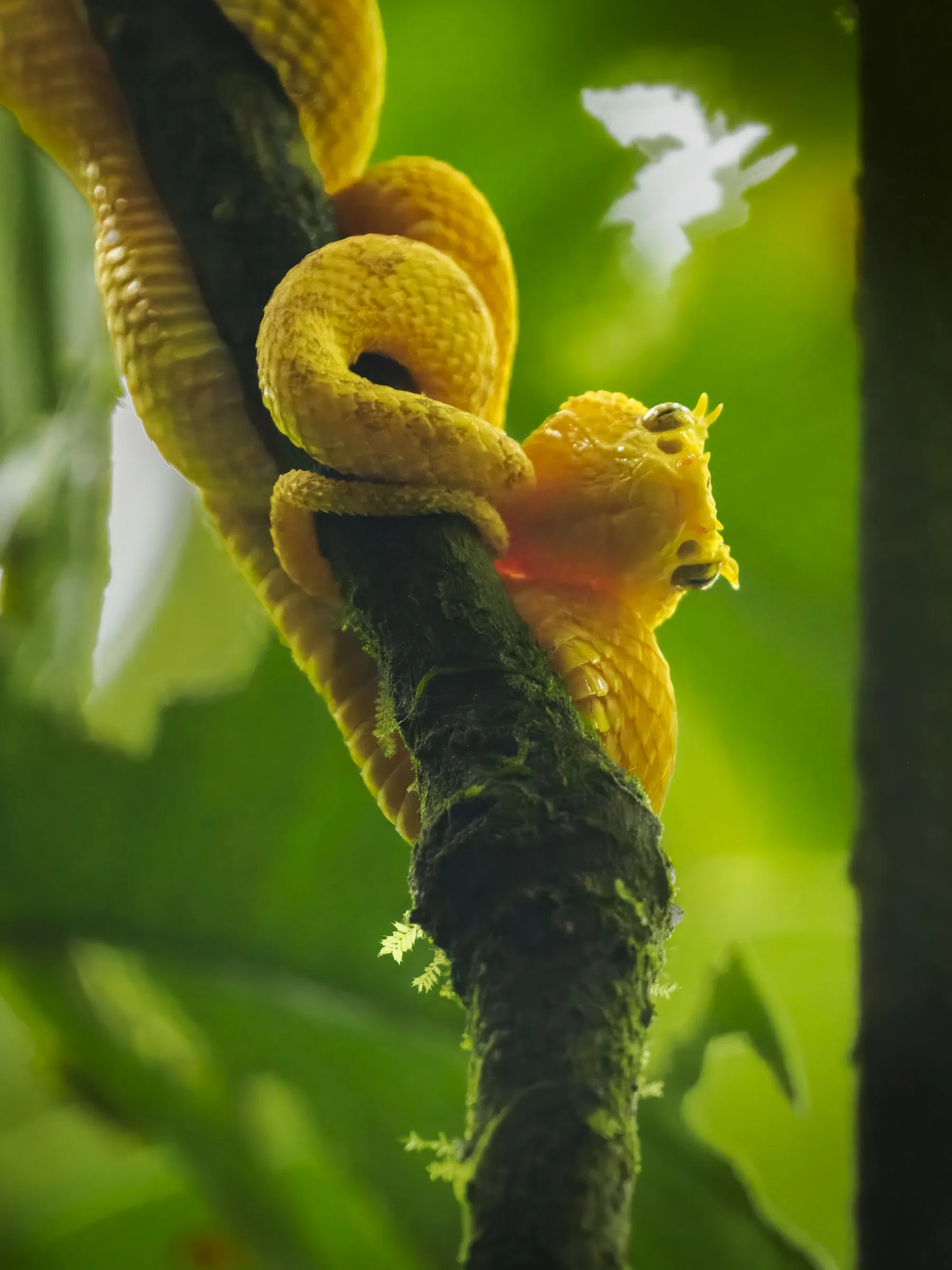 Eyelash Pit Viper Yellow 4013