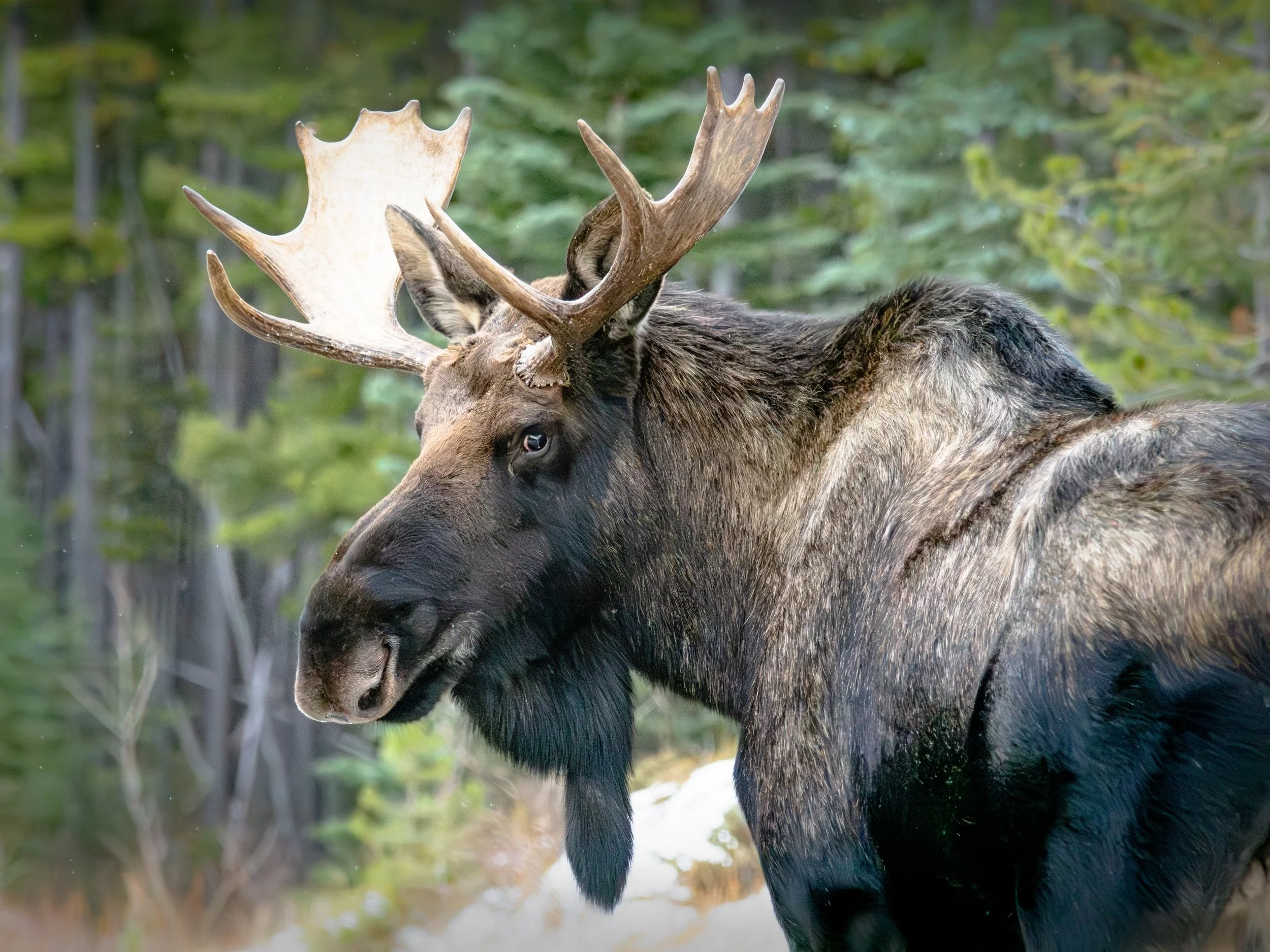 Bull Moose Jasper Northern Alberta Canada