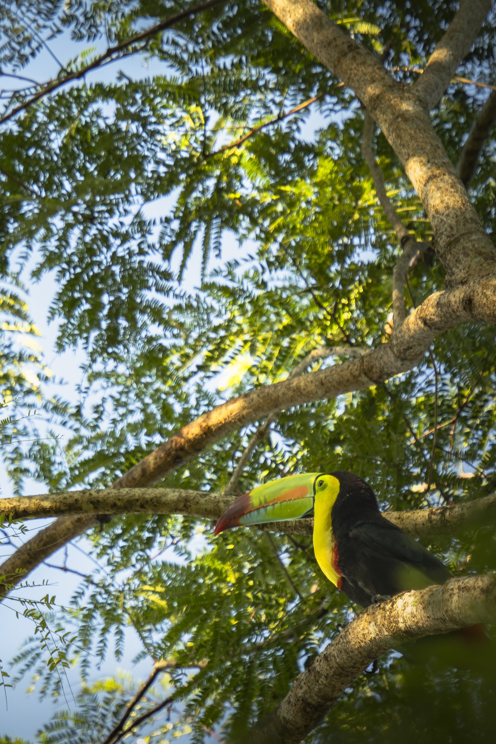 Keel-billed Toucan Morning Sun 0266