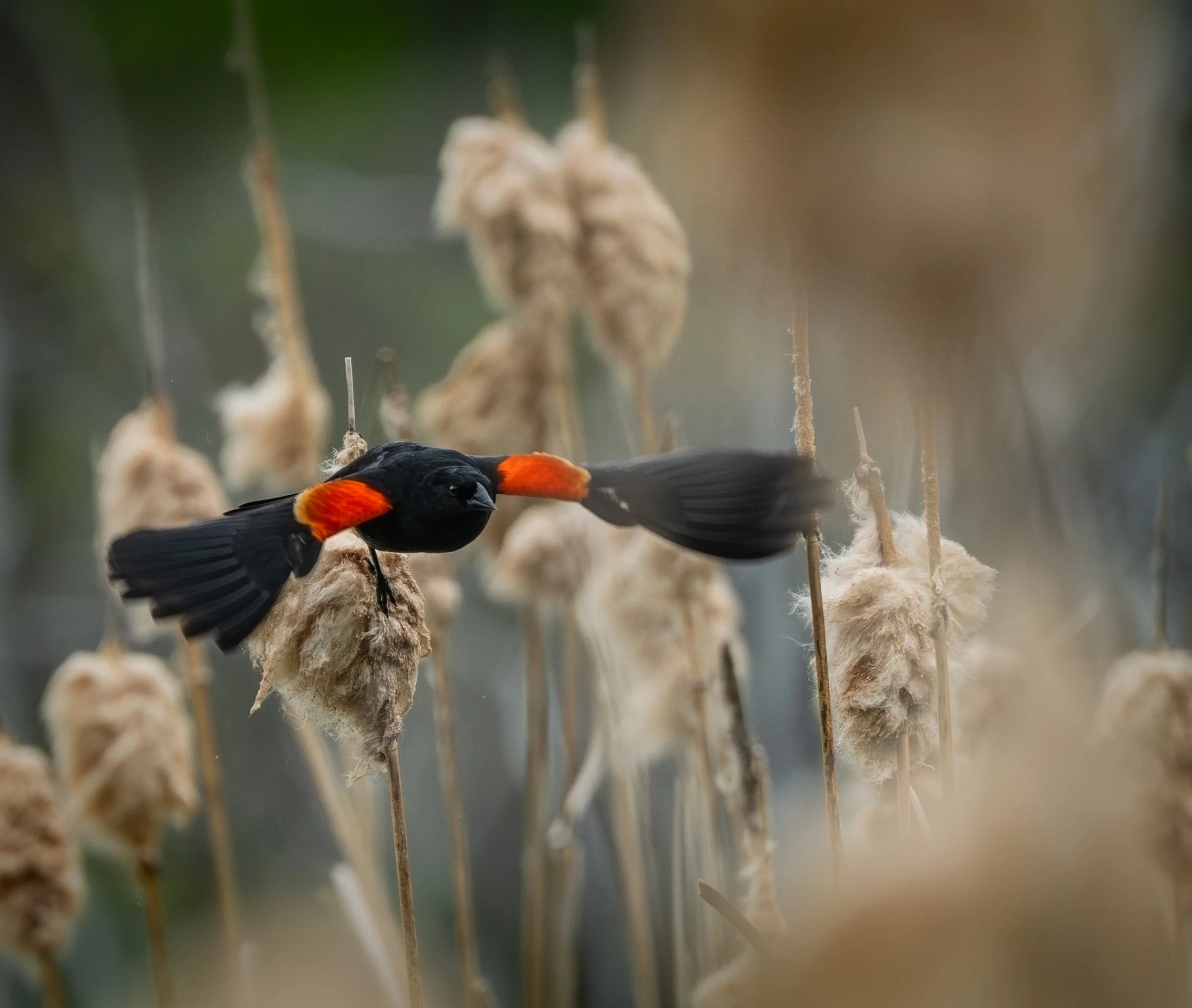 Red-winged Blackbird In Flight
