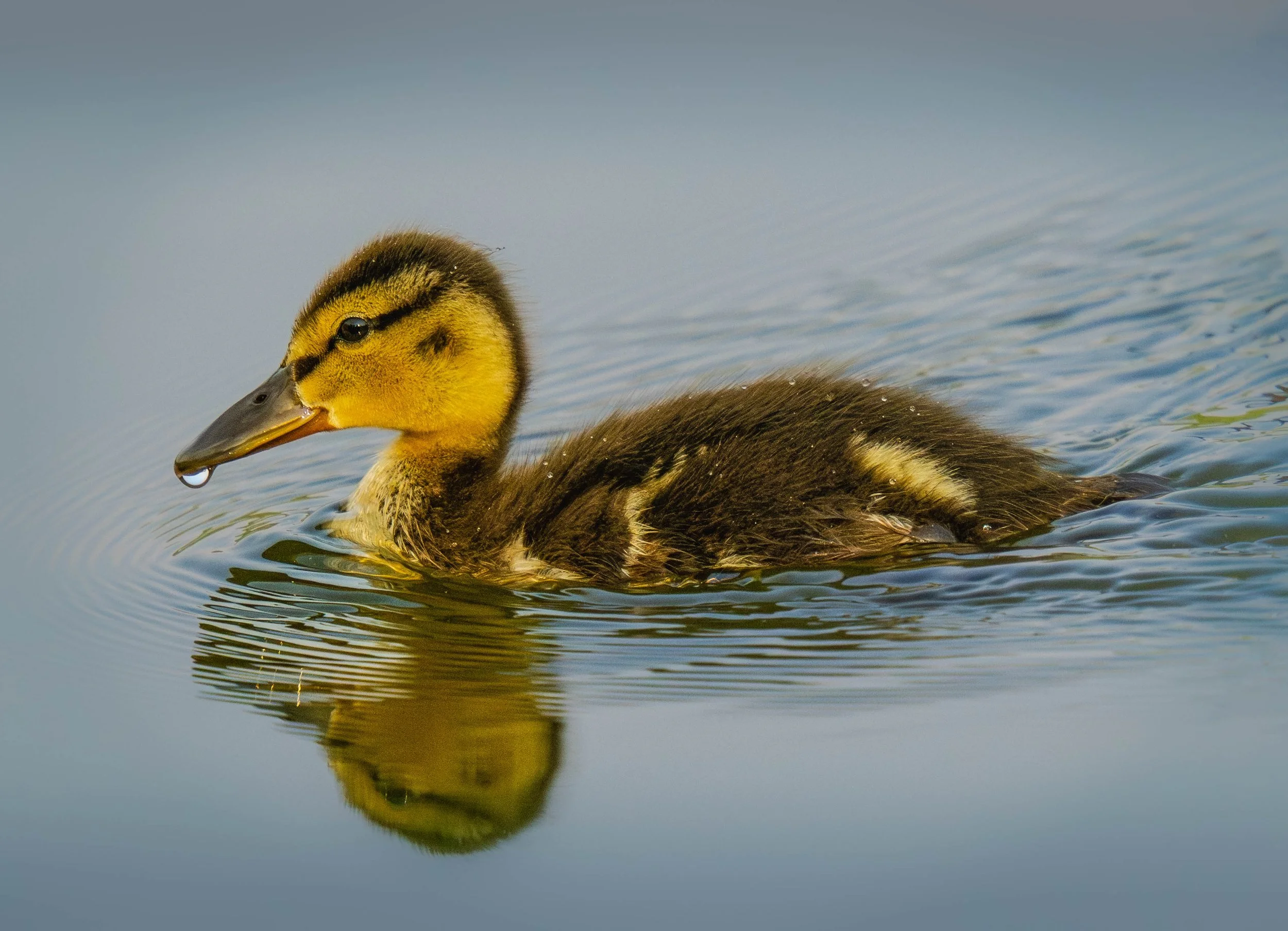 Mallard Duckling