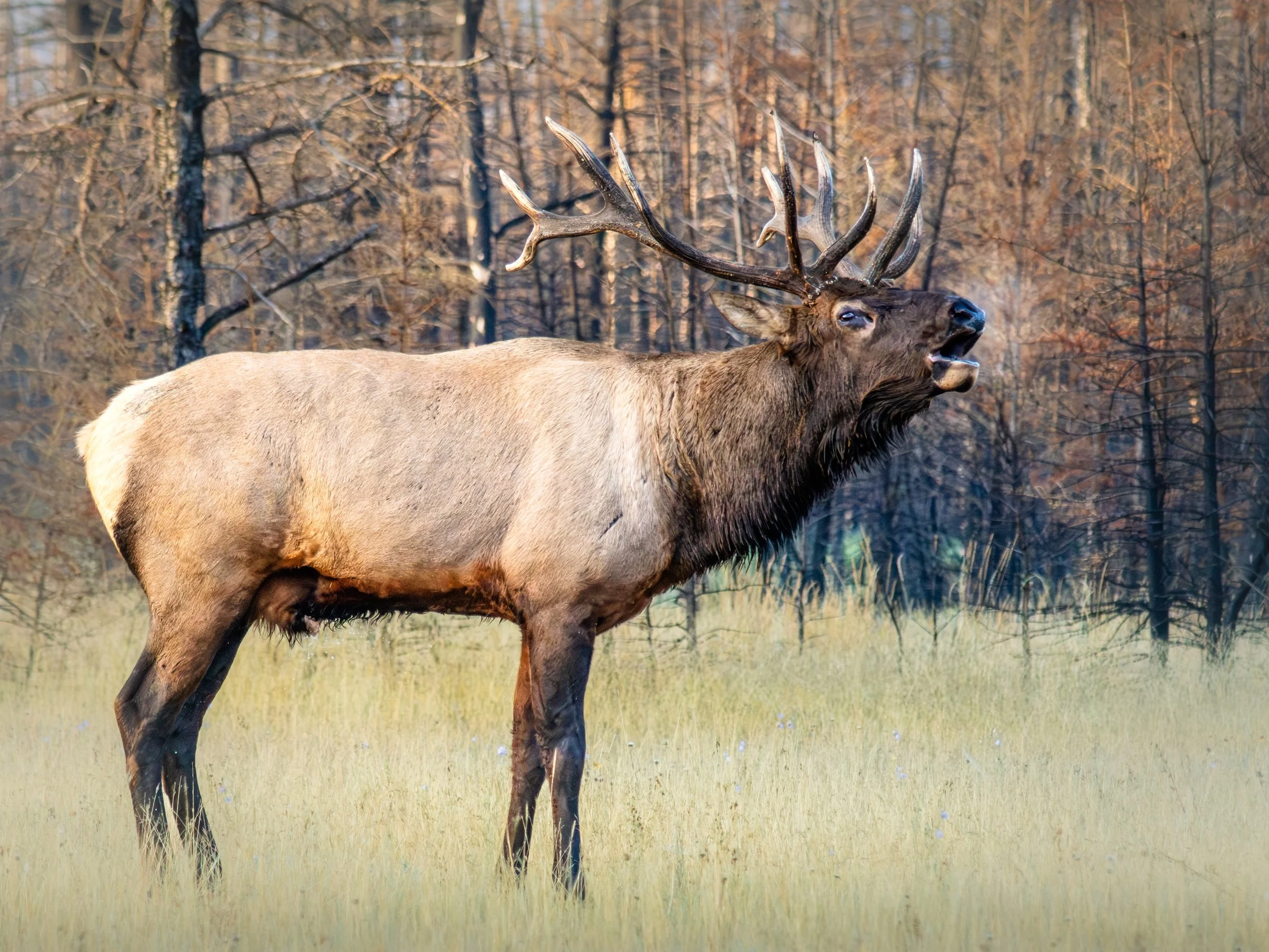 Jasper Bull Elk Bugling Golden Hour