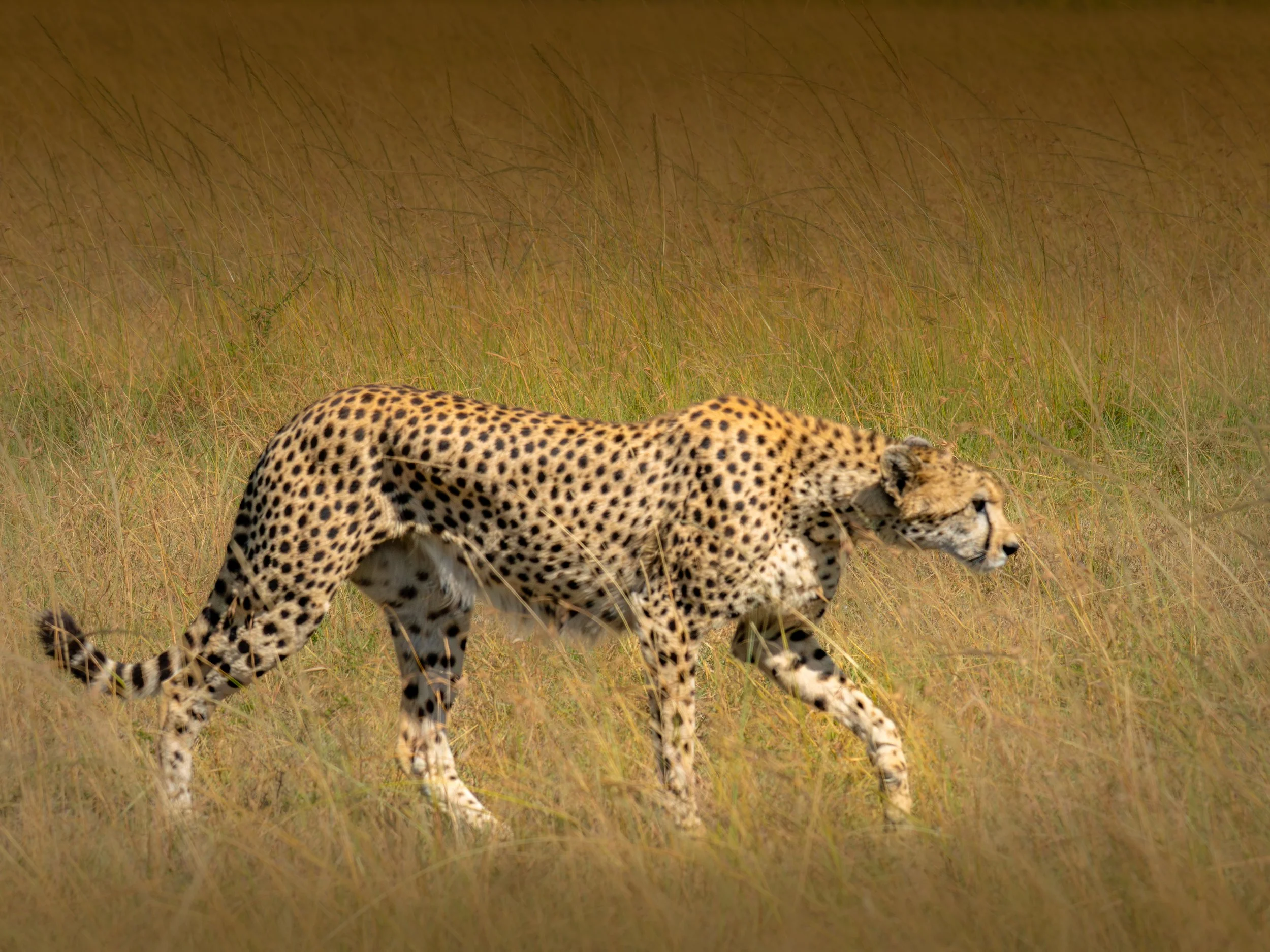 African Cheetah Stocking