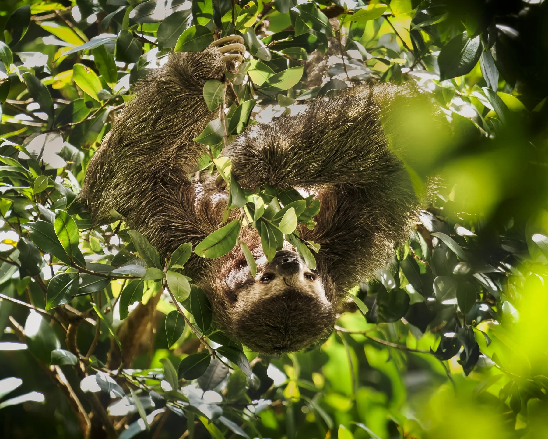 Three Fingered Sloth 0150