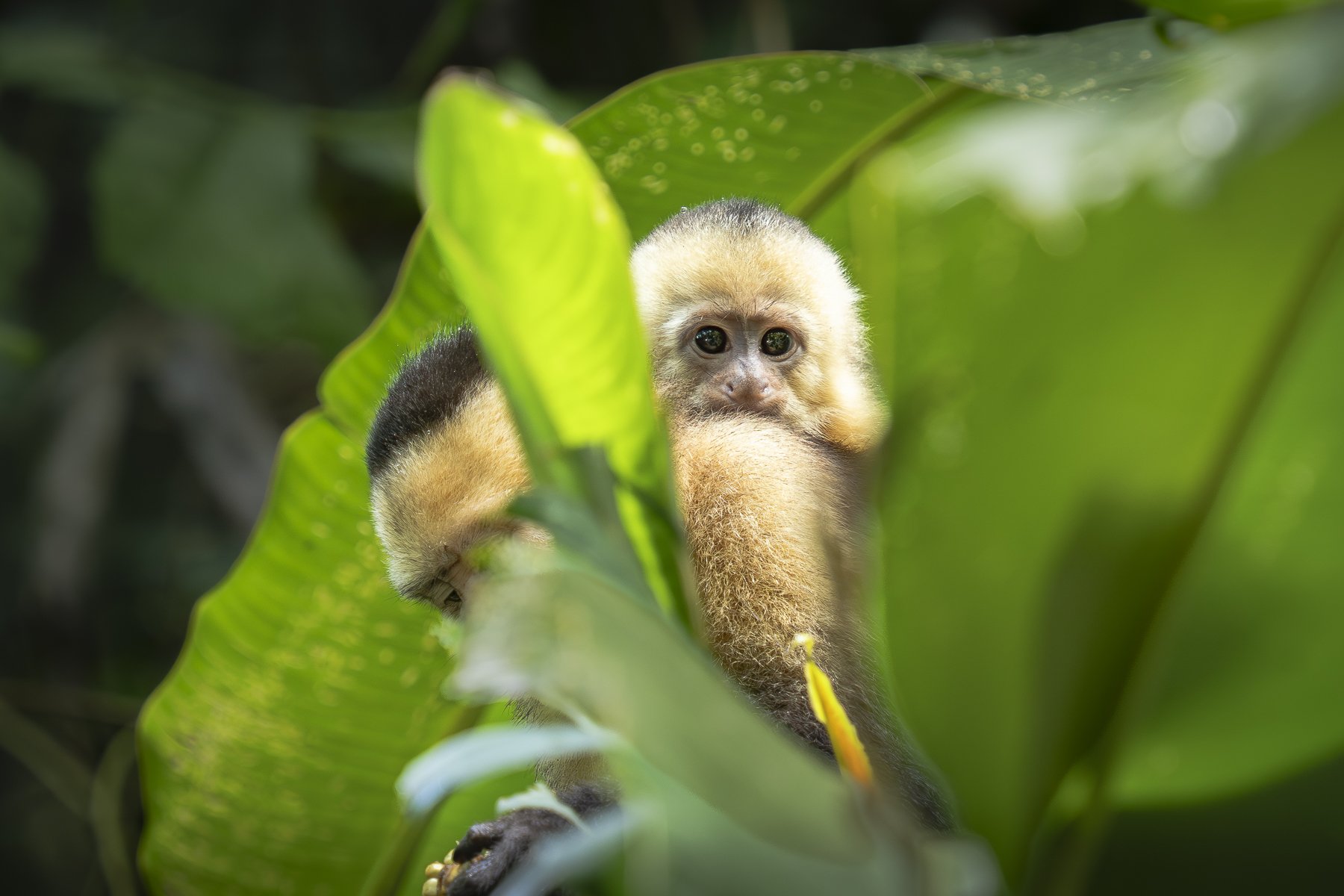 White-faced Capuchin Baby 060009