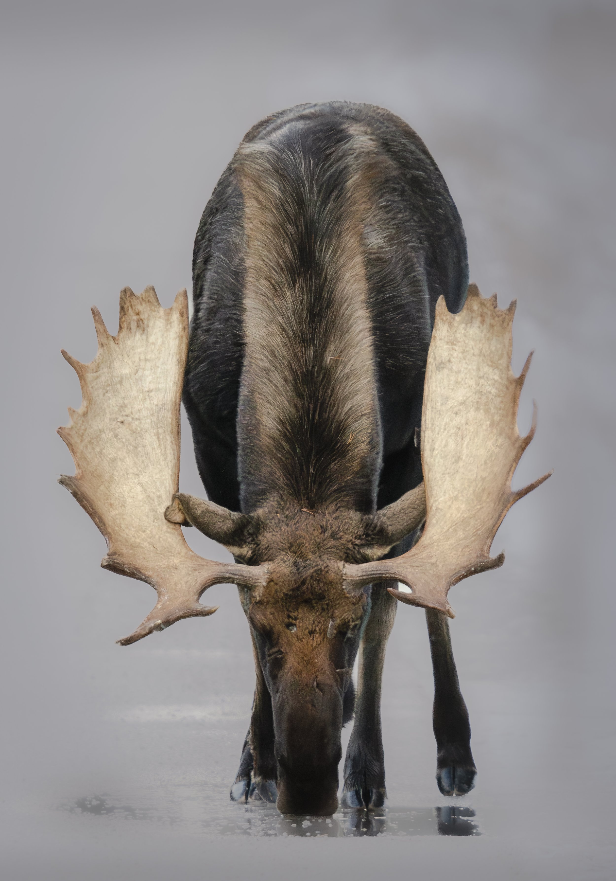 Jasper Bull Moose Licking Ice