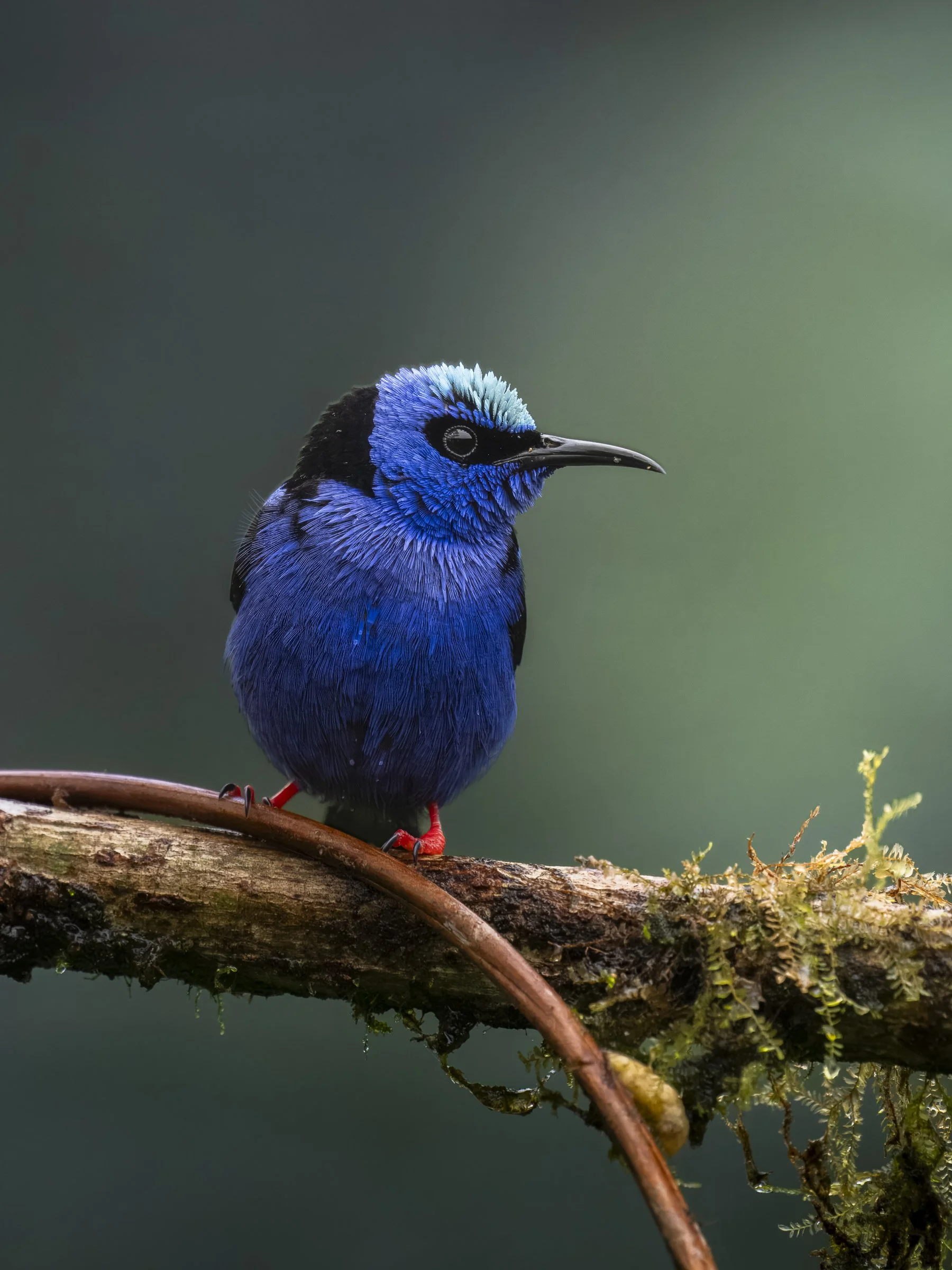 Red-legged Honeycreeper 1145